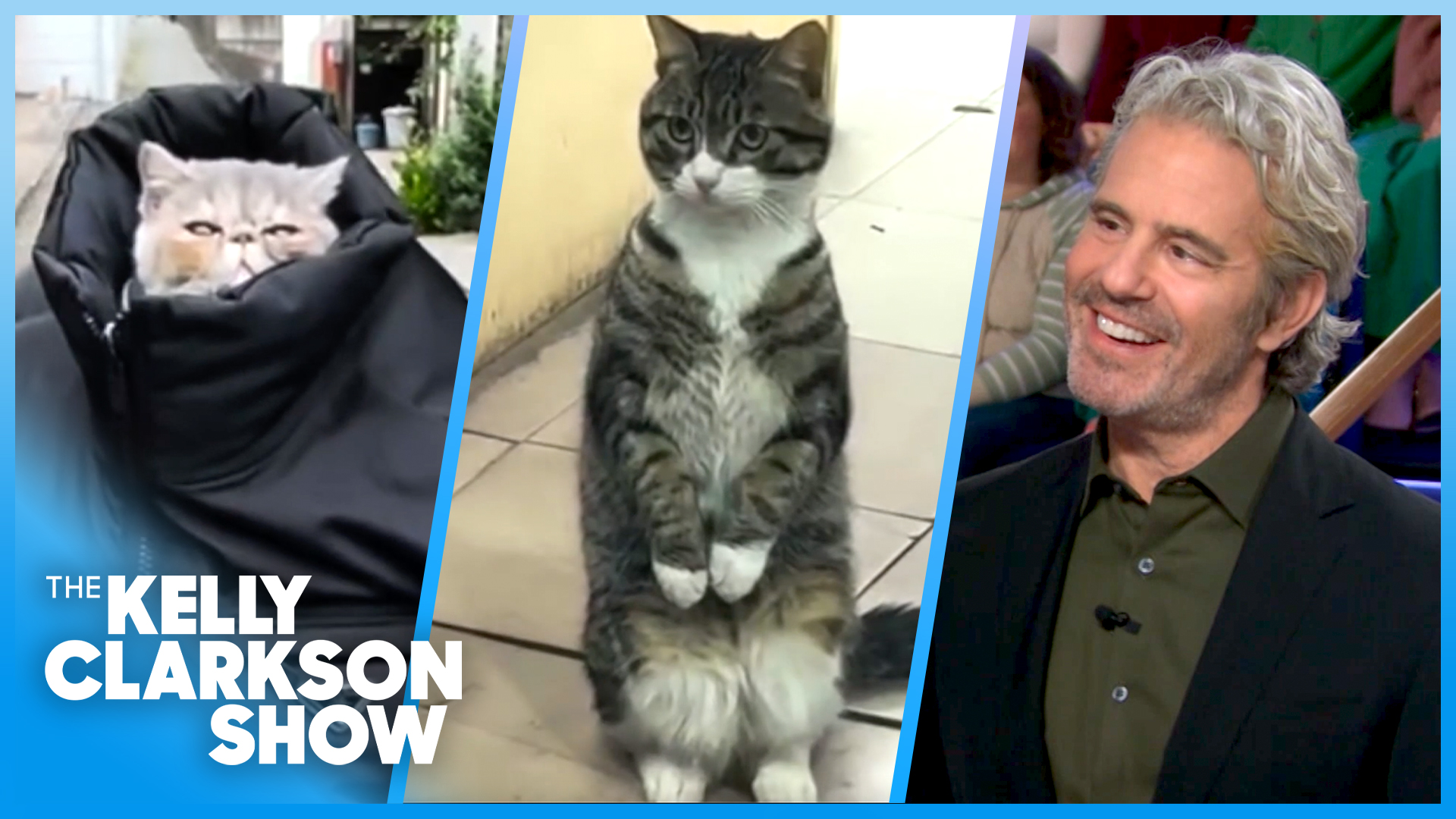 Andy Cohen Loves CatVideoFest Benefiting Animal Shelters