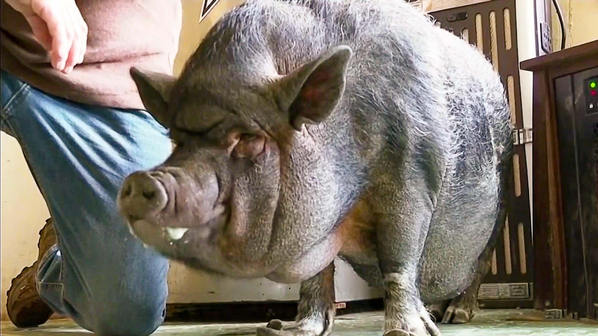 Watch Hoy Día Clip: Un hombre enfrenta a la ley para mantener a su cerdo  dentro de casa como animal de apoyo emocional - NBC.com