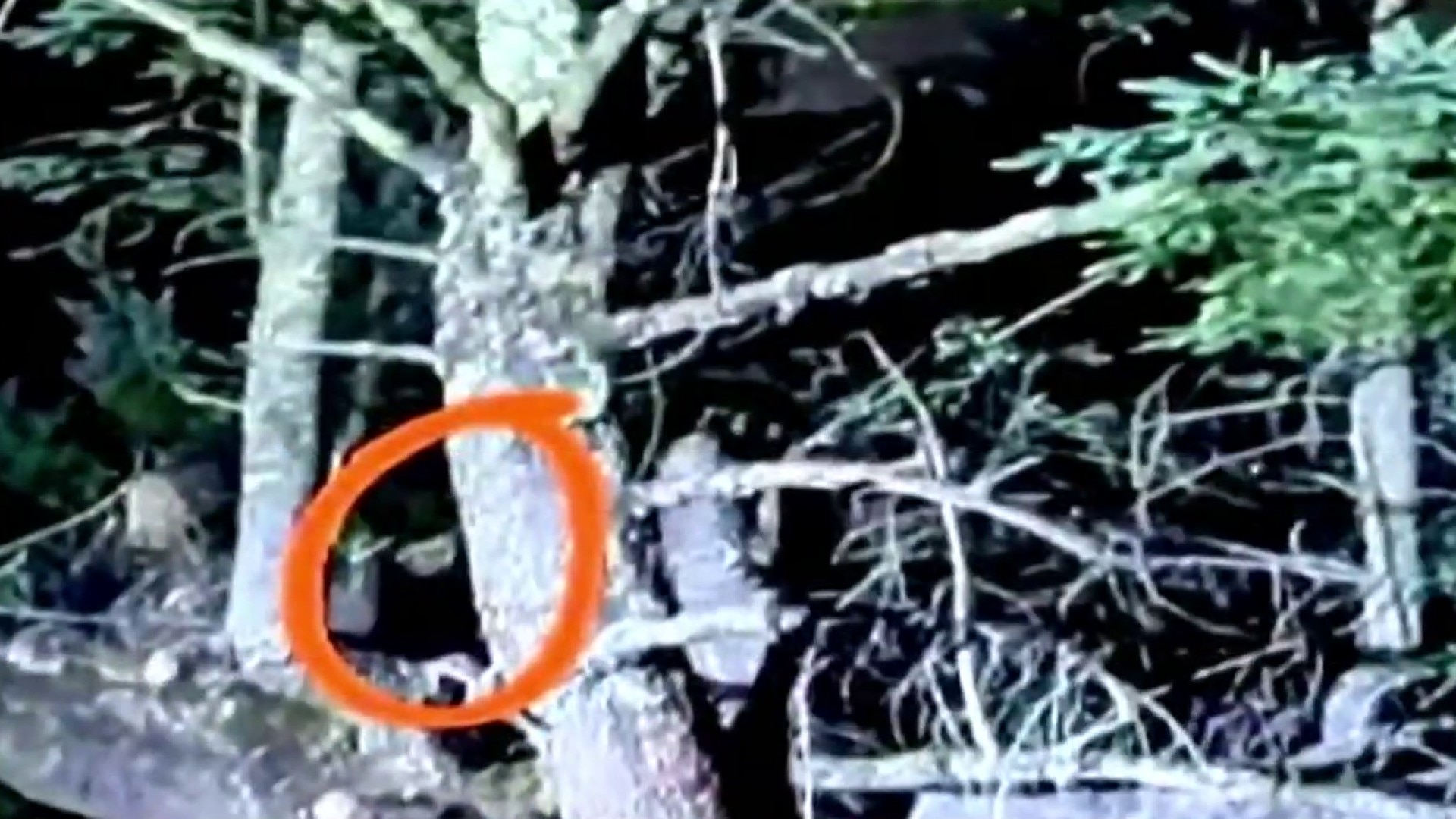 Watch Al Rojo Vivo Clip: Aseguran que un bosque paranormal está habitado  por hadas, duendes y brujas en México - NBC.com