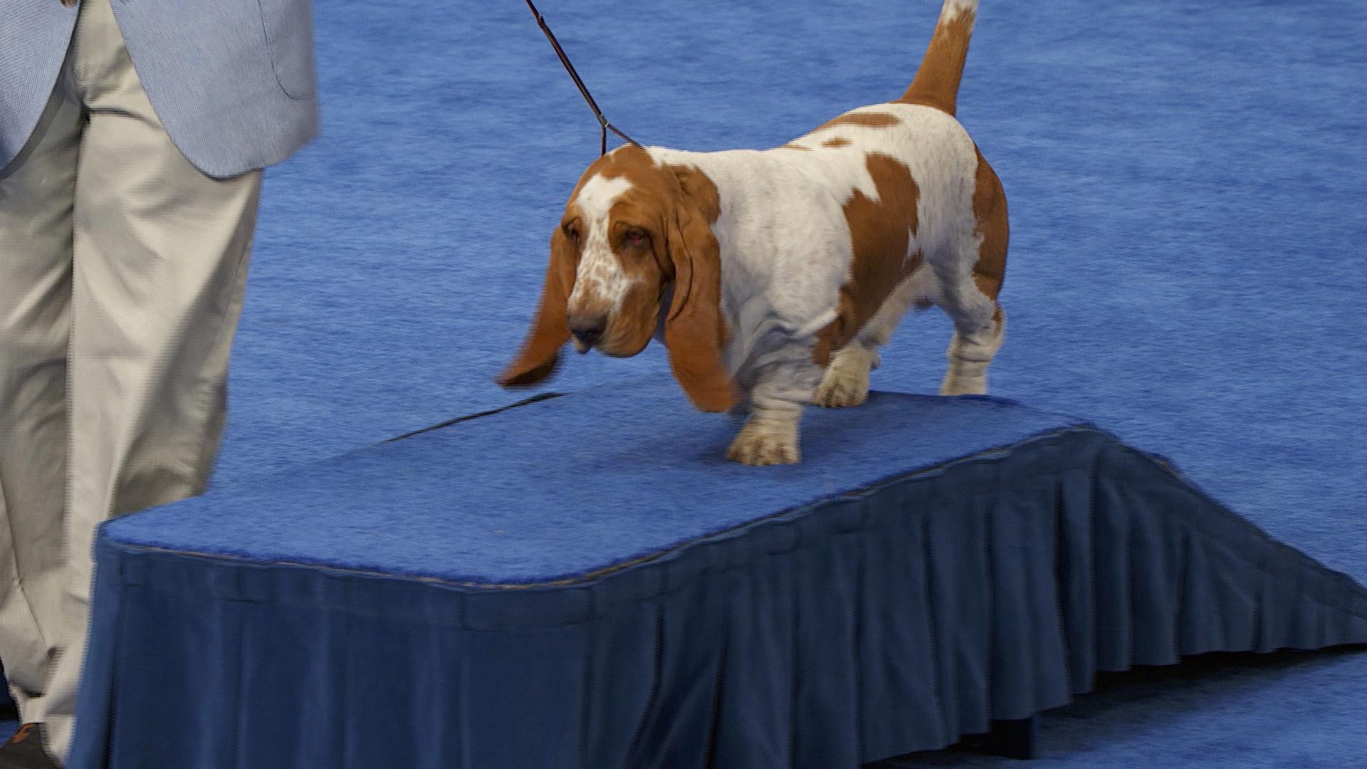 Basset hound hot sale nationals 2019