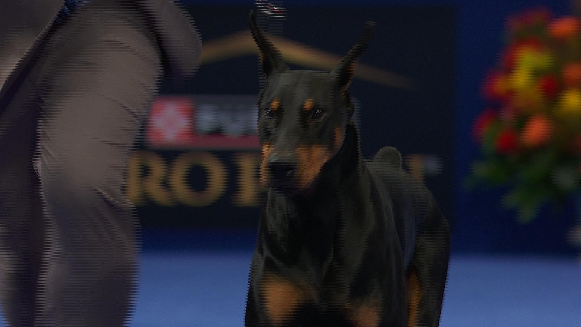 Doberman dog show store 2019