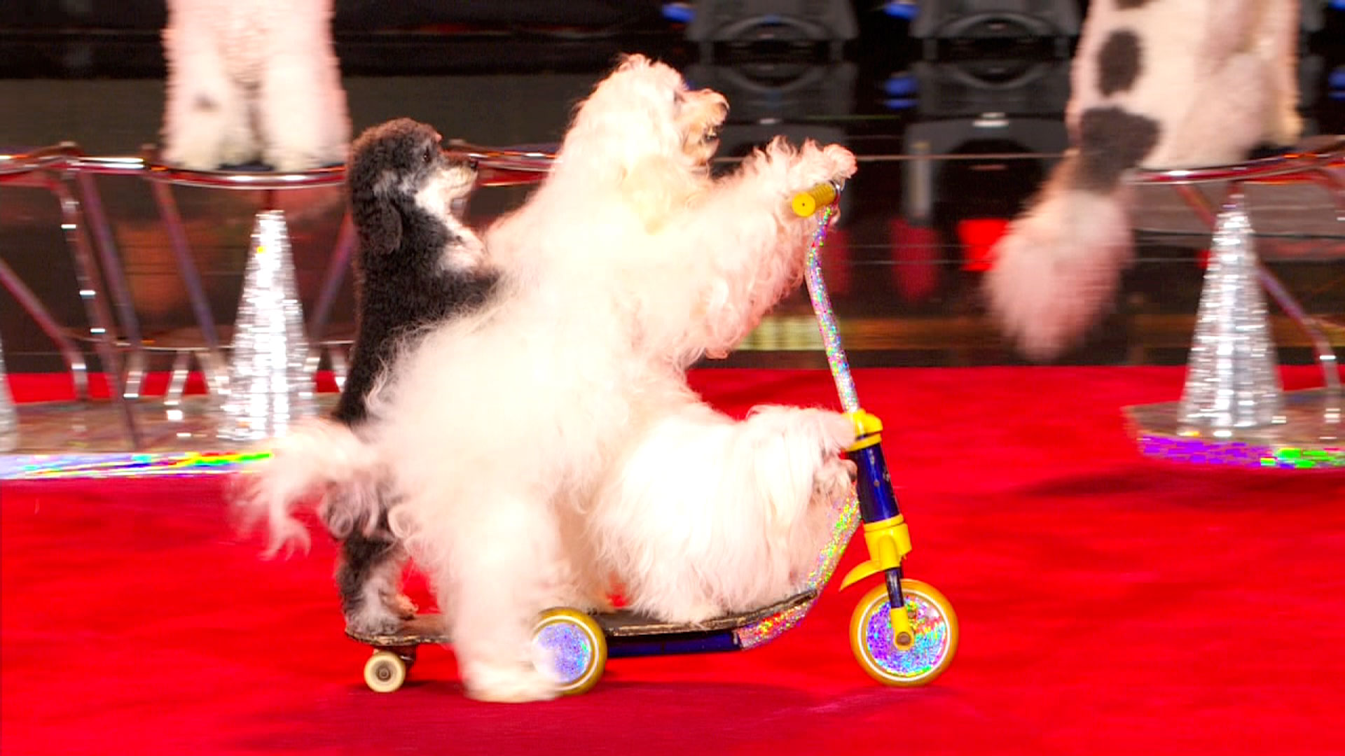 Watch America's Got Talent Highlight The Olate Dogs Live