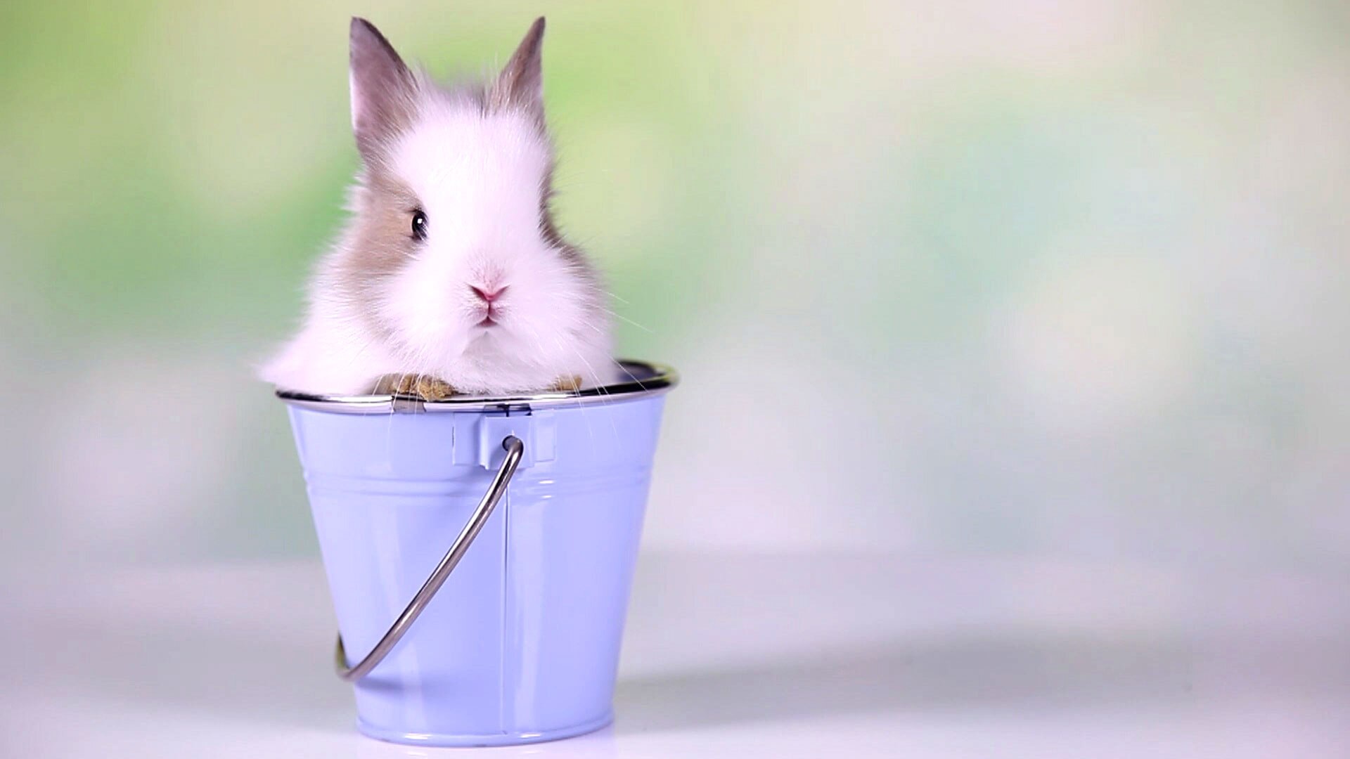 Watch The Good Place Current Preview Relax, It's a Bunny in a Bucket