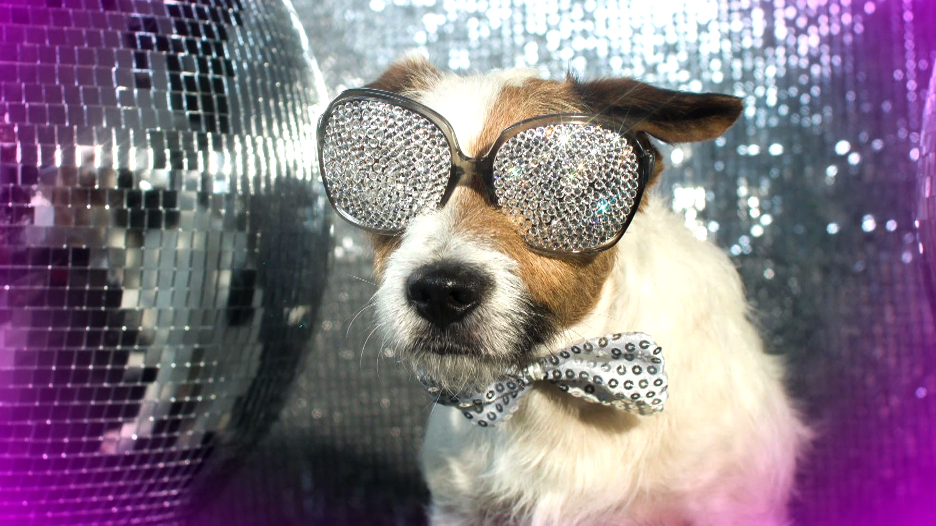 Watch The Good Place Current Preview: Chill Out with This Disco Dog ...