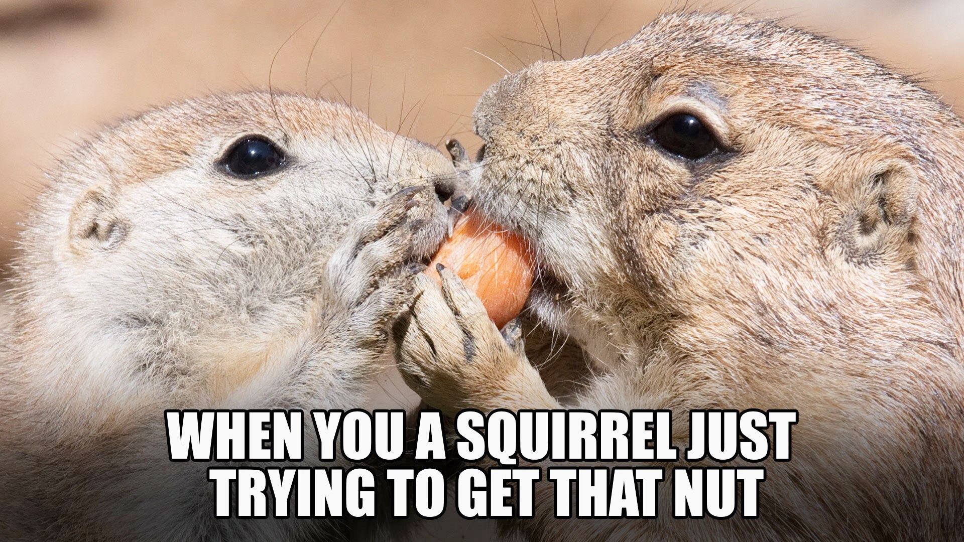 squirrel kiss meme