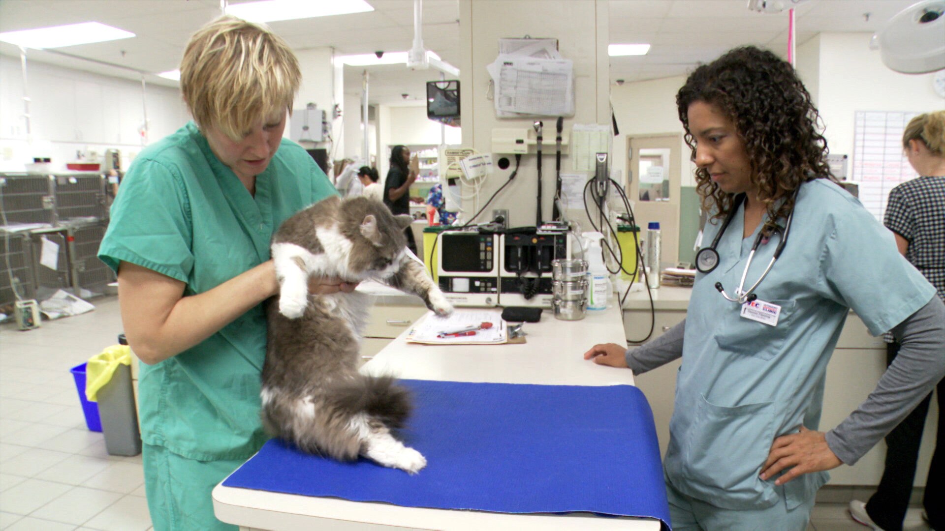 Watch Vets Saving Pets Episode Paws, Jaws and Gauze