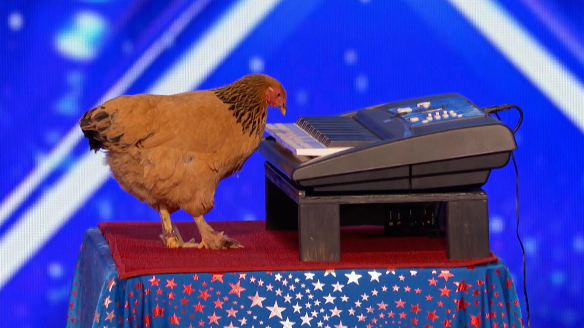 Chicken plays patriotic tune on keyboard