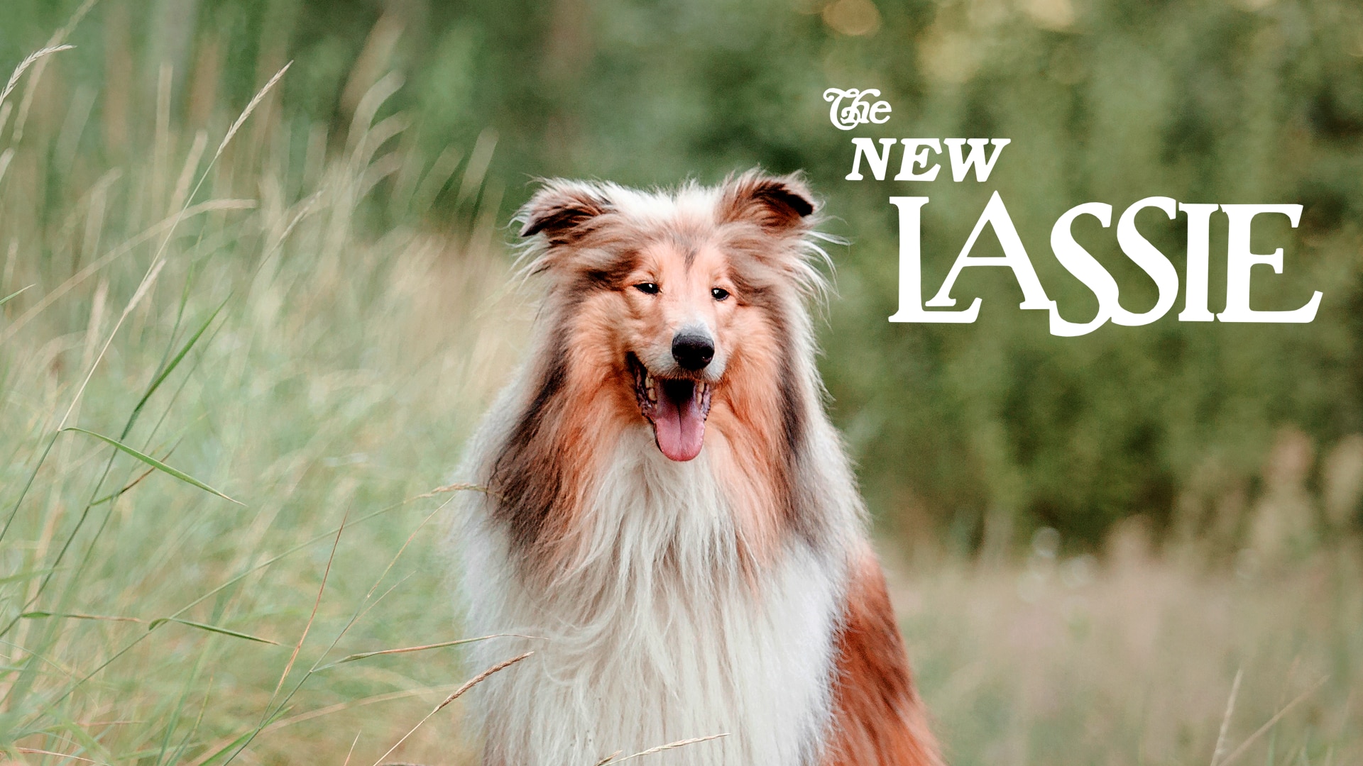 The New Lassie on FREECABLE TV
