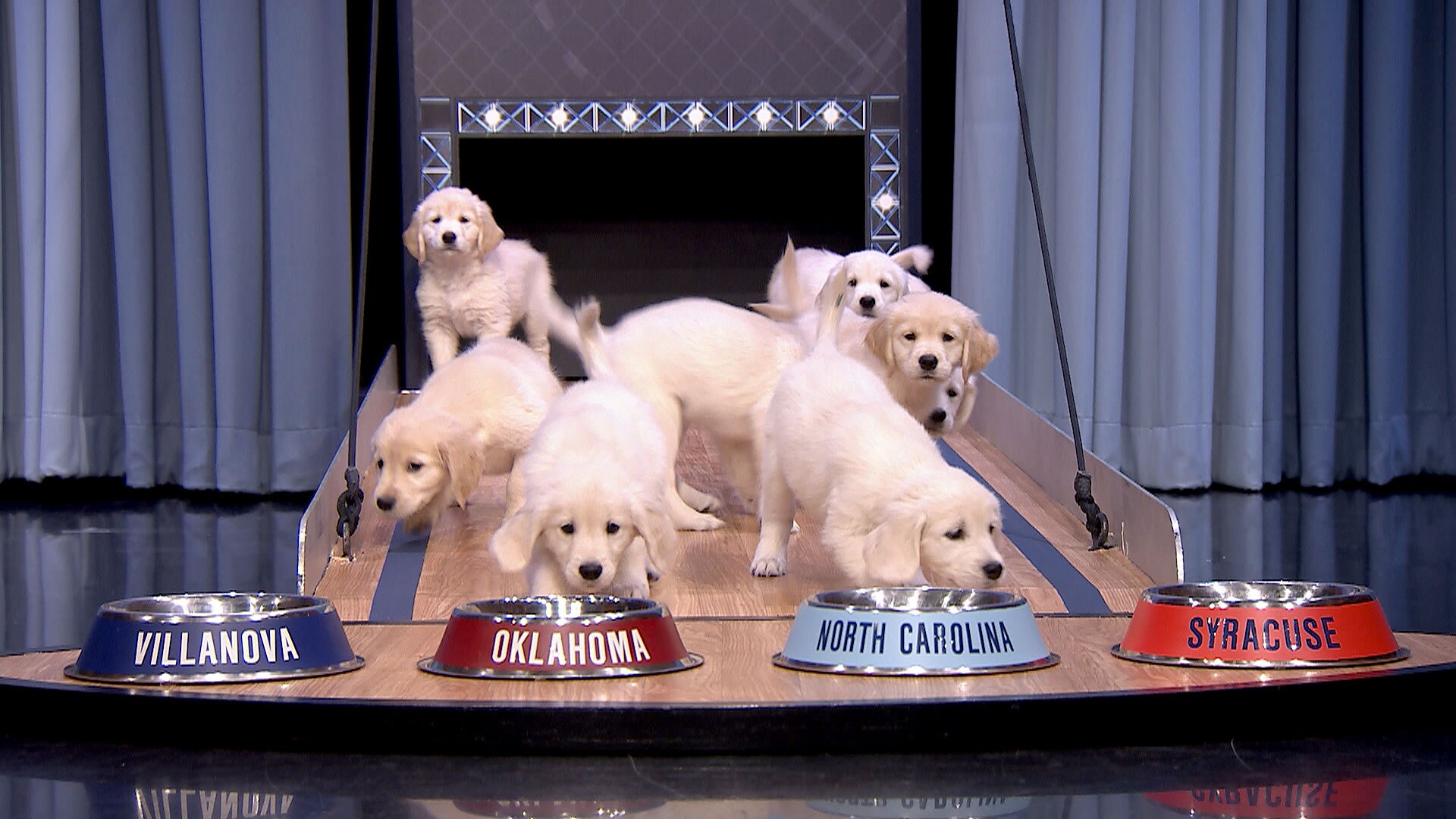 Watch The Tonight Show Starring Jimmy Fallon Highlight: Puppies Predict