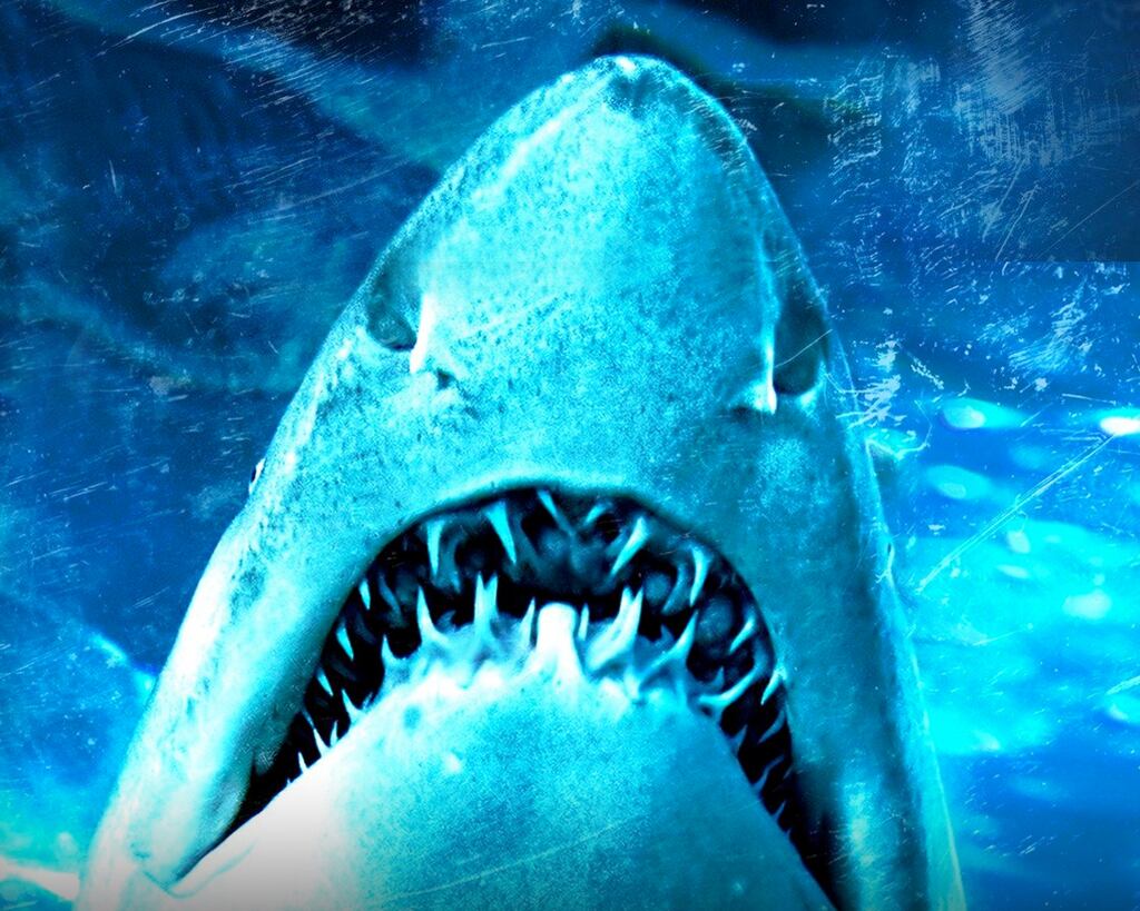 Dam Sharks!
