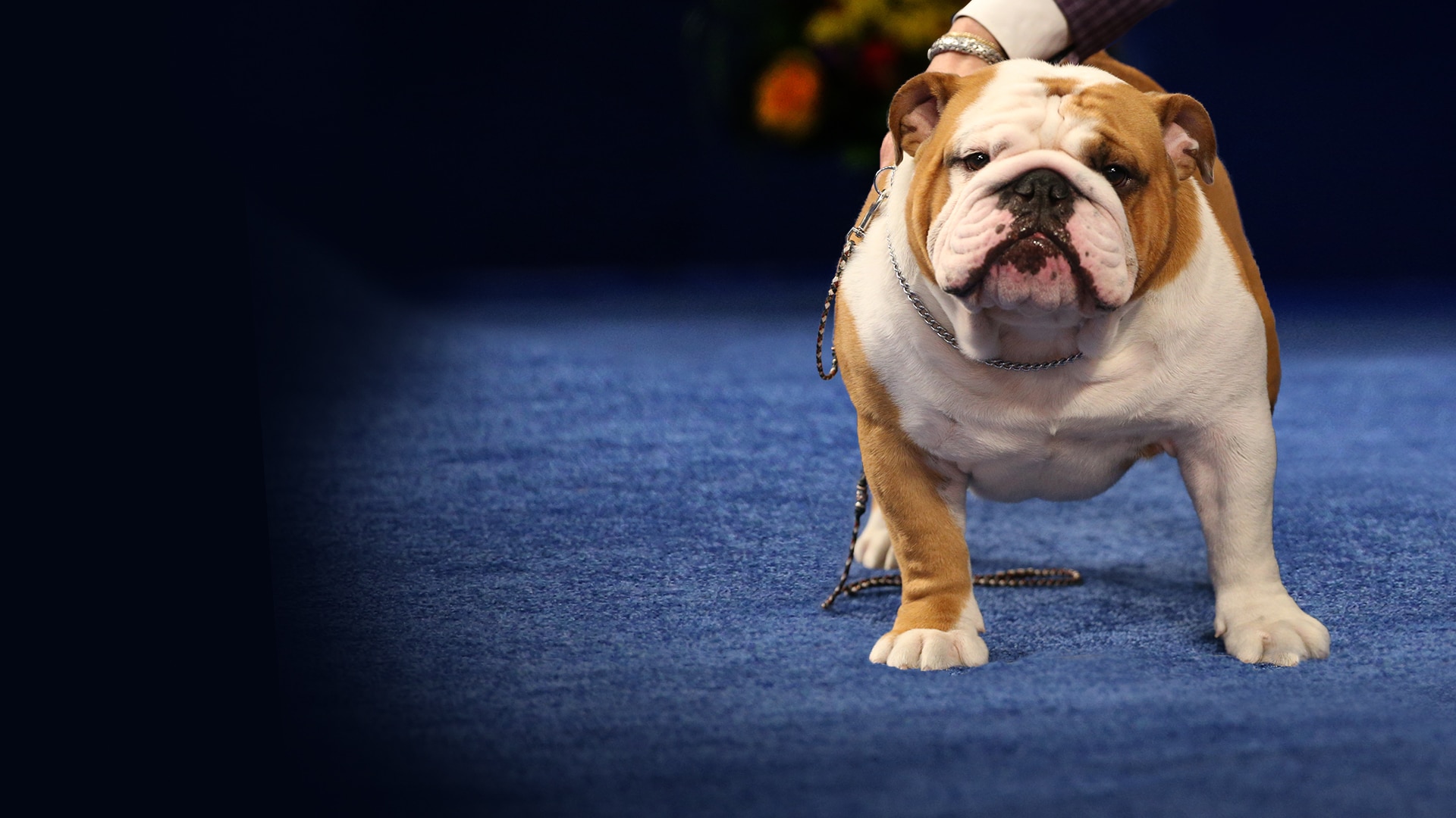 nbc dog show live stream