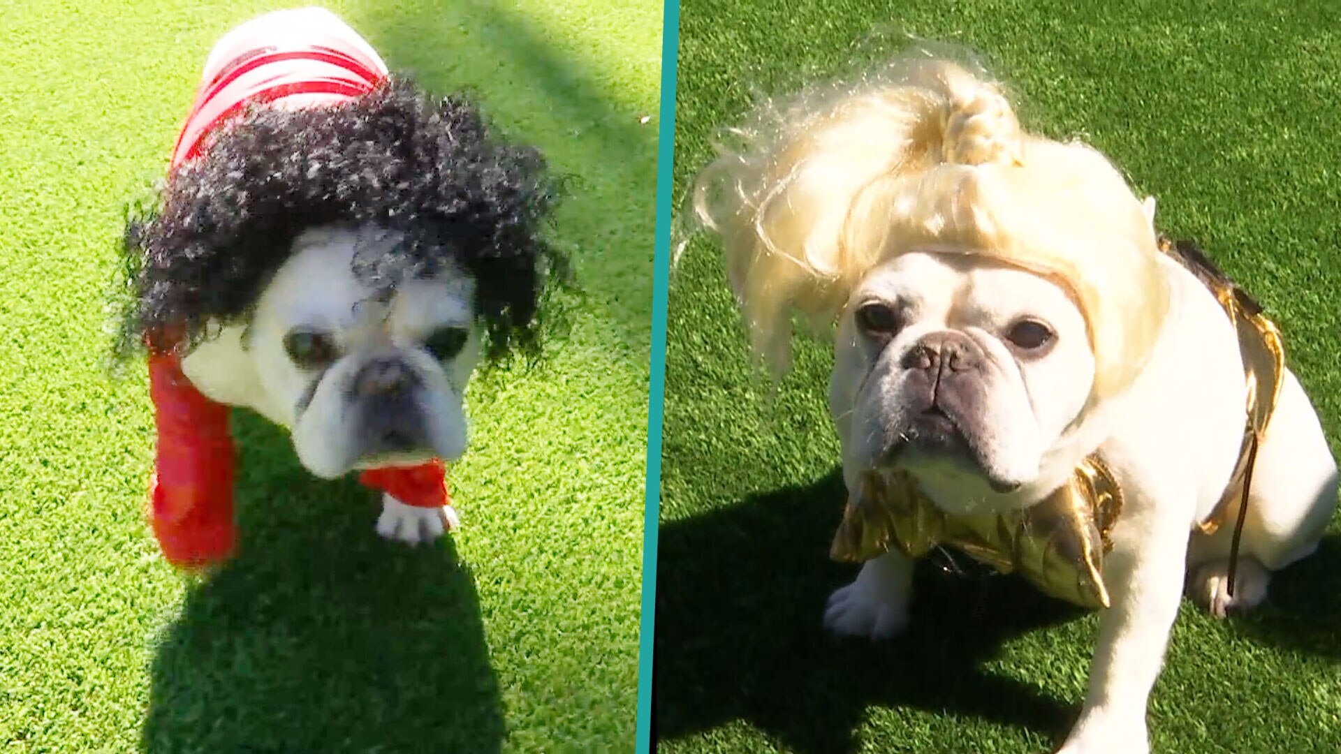 Watch Access Hollywood Interview Mario Lopez’s Family Dogs Do A