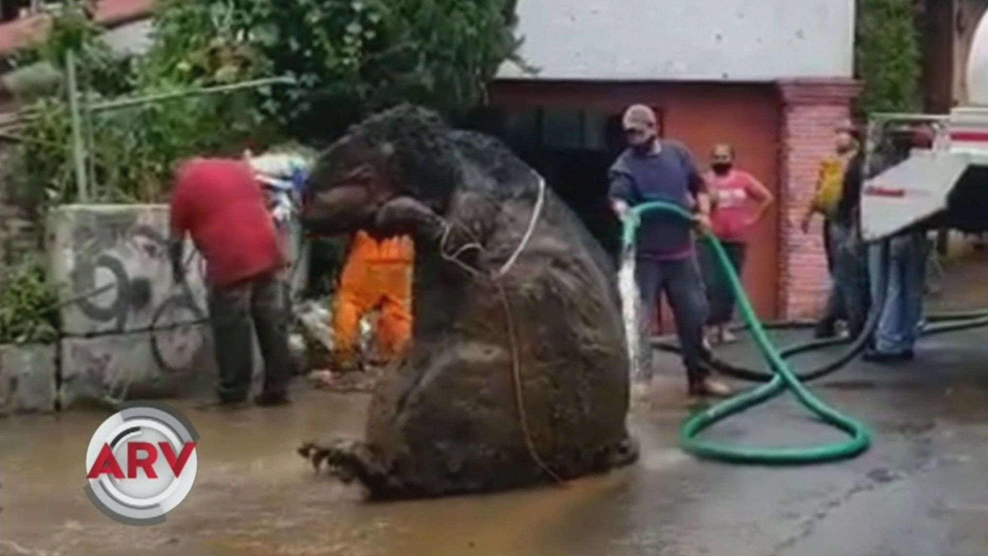 Watch Al Rojo Vivo Highlight Descubren Una Rata Gigante En Drenaje De México Y Se Hace Viral En 2949