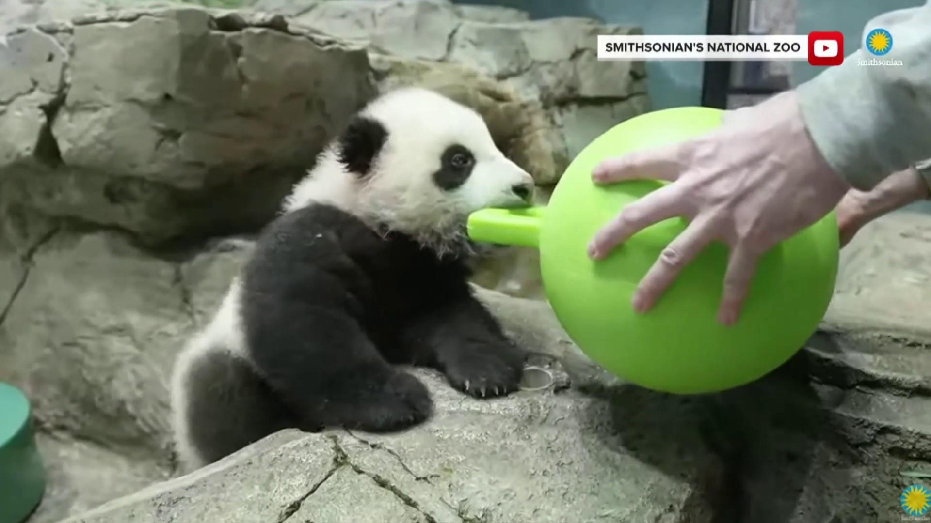 Watch TODAY Highlight Baby panda Xiao Qi Ji makes his debut at