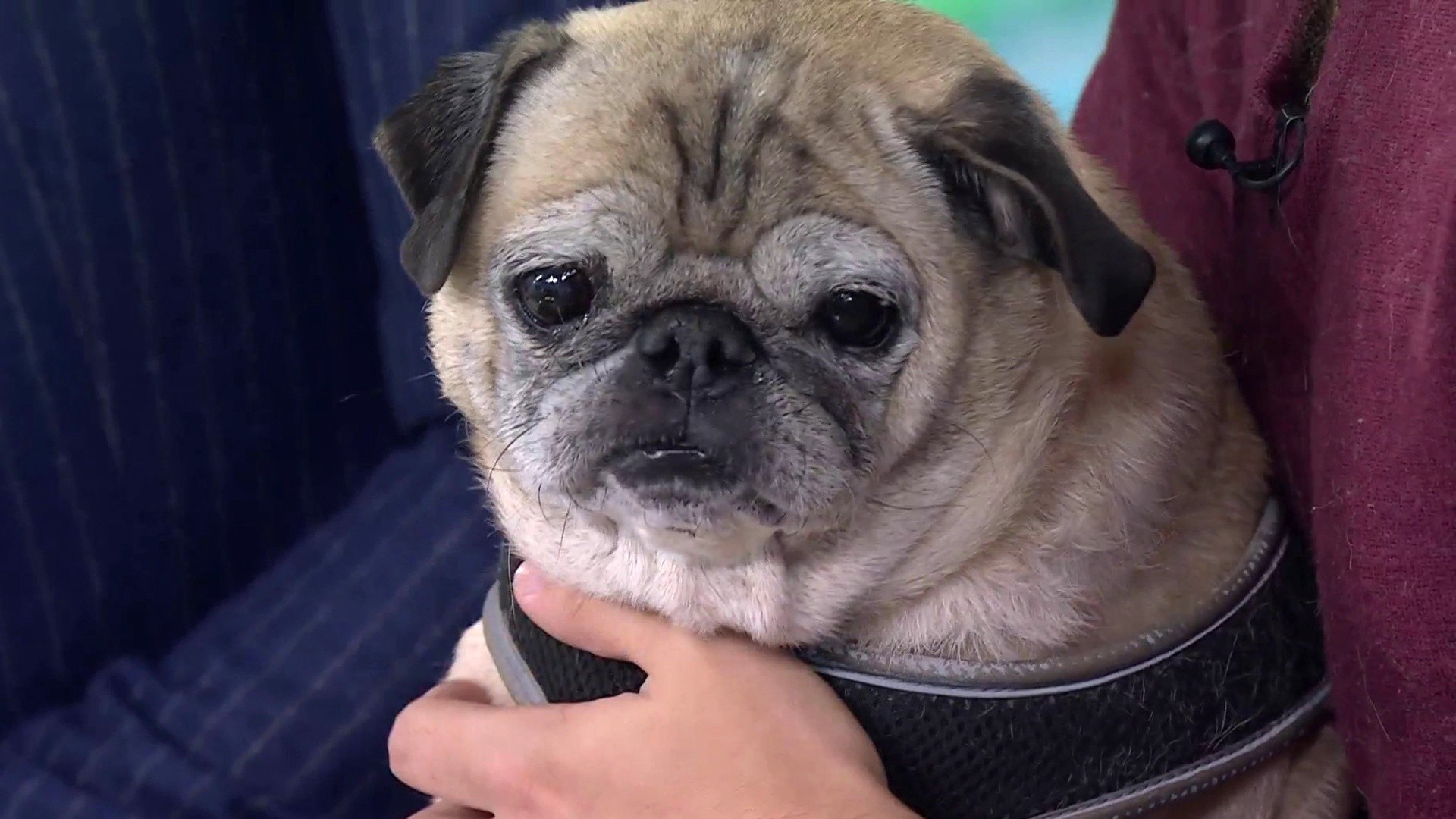 Watch TODAY Excerpt TikTok star Noodle the pug endears the 3rd hour team