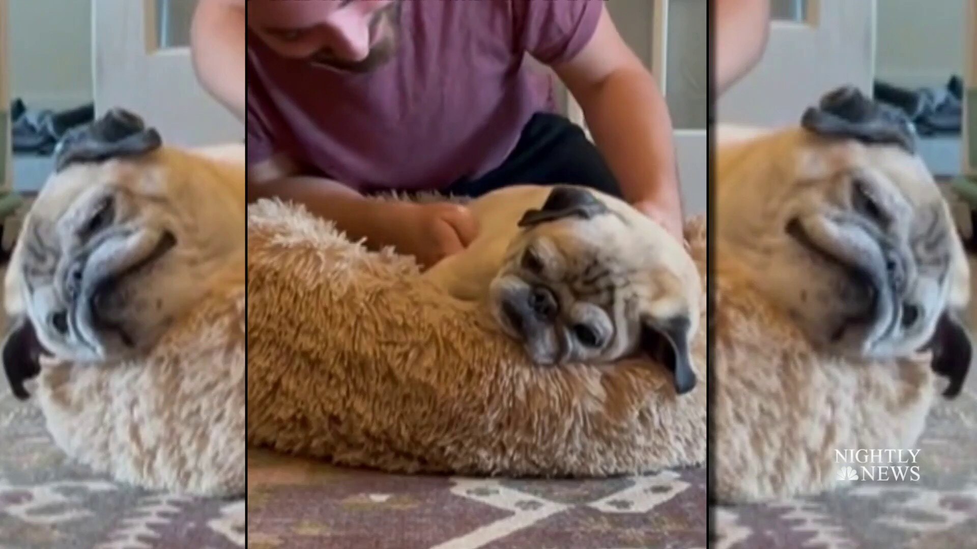 Watch NBC Nightly News with Lester Holt Excerpt TikTok sensation