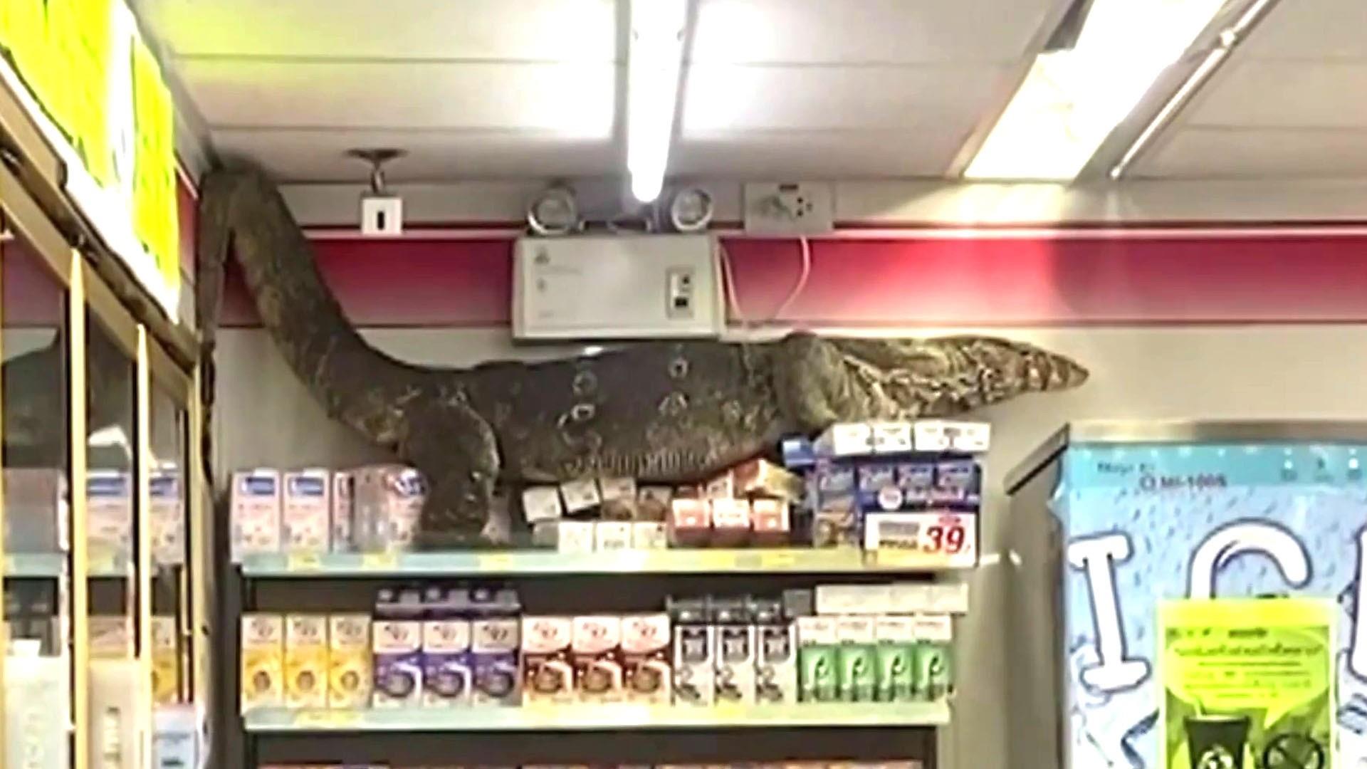 Watch TODAY Highlight Huge monitor lizard enters store and frightens