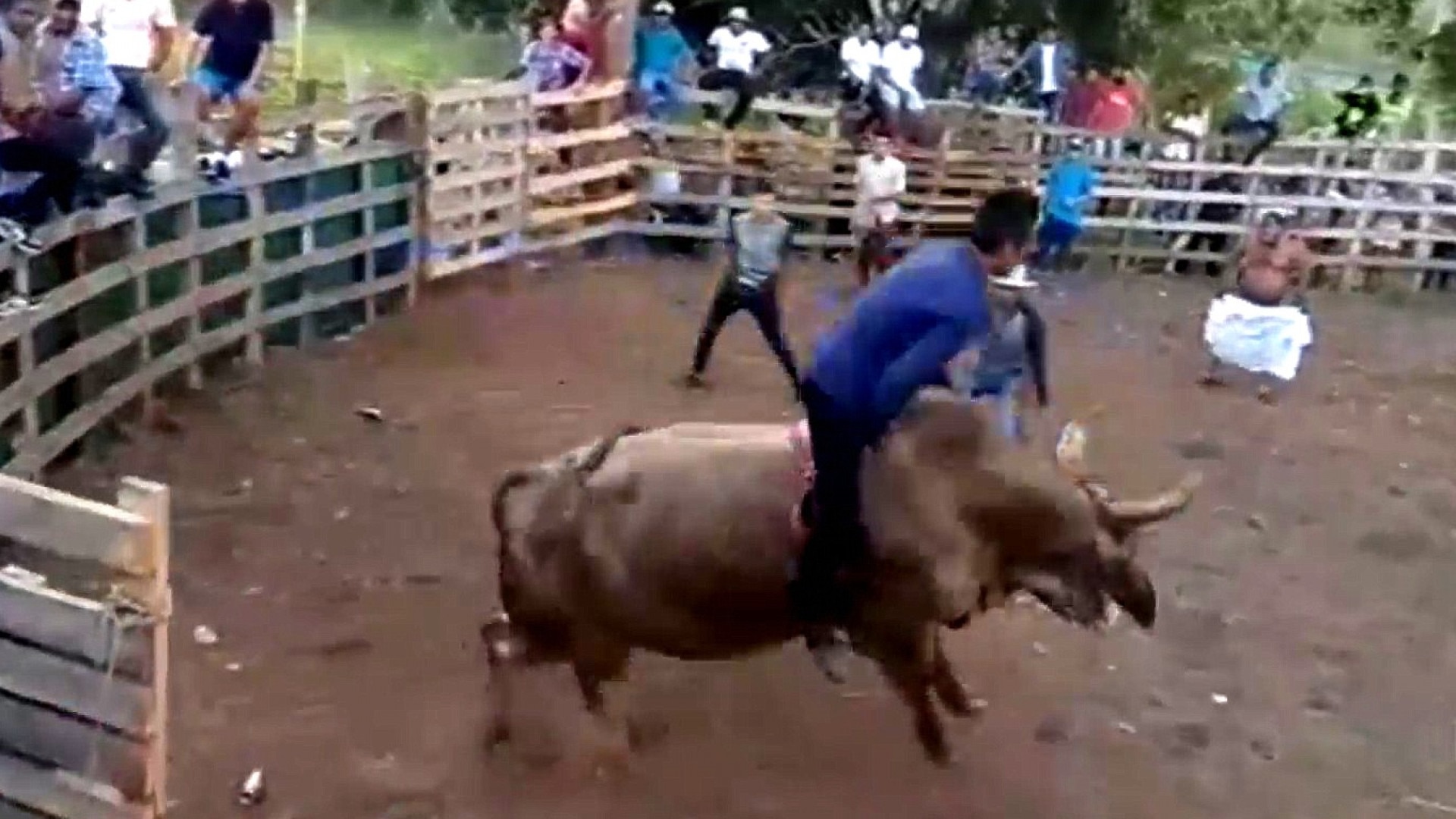 Watch Al Rojo Vivo Highlight Una corrida de toros clandestina le