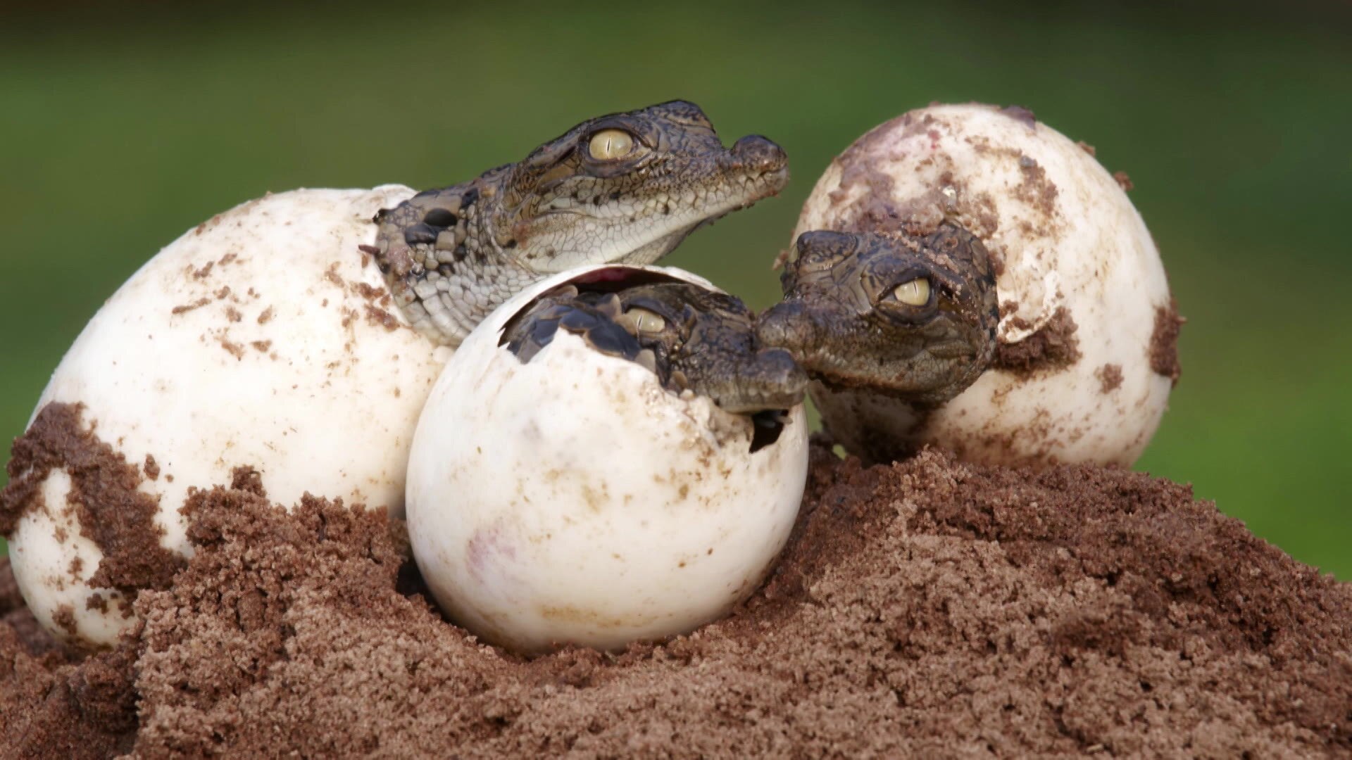Кожистая оболочка яиц пресмыкающихся. Нильский крокодил яйца. Крокодильчики вылупляются из яиц. Крокодил вылупляется из яйца. Яйца пресмыкающихся.
