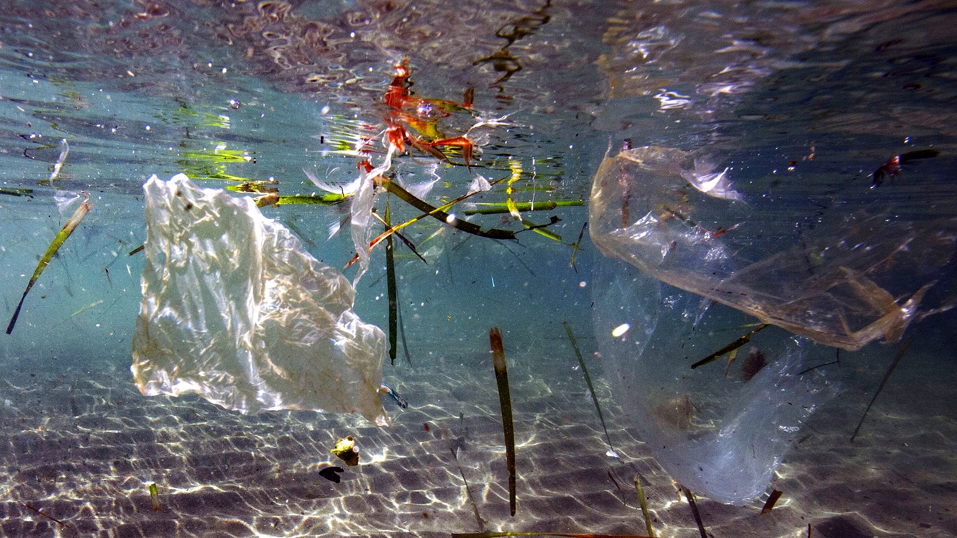 Watch Hoy Día Highlight Un fotógrafo marino revela la cantidad de basura que encuentra en el Watch Hoy Día Highlight Un fotógrafo marino revela la cantidad de basura que encuentra en el