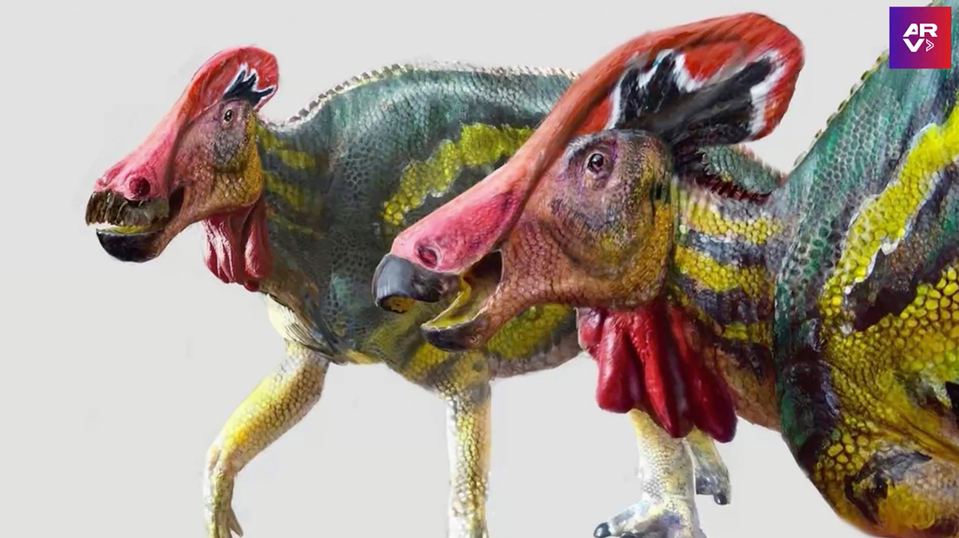 Watch Al Rojo Vivo Highlight Descubren nueva especie de dinosaurio con cresta que era muy Watch Al Rojo Vivo Highlight Descubren nueva especie de dinosaurio con cresta que era muy