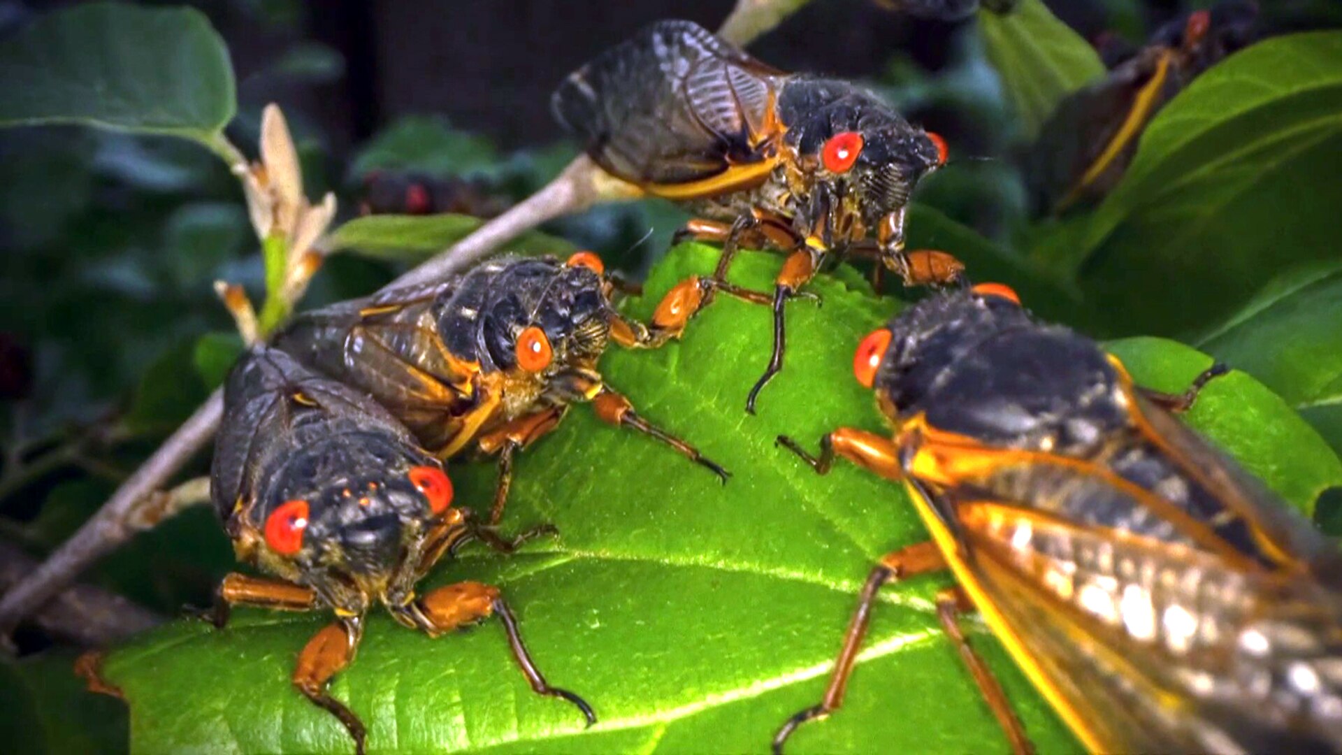 Watch TODAY Highlight Cicadas are just like us after the pandemic