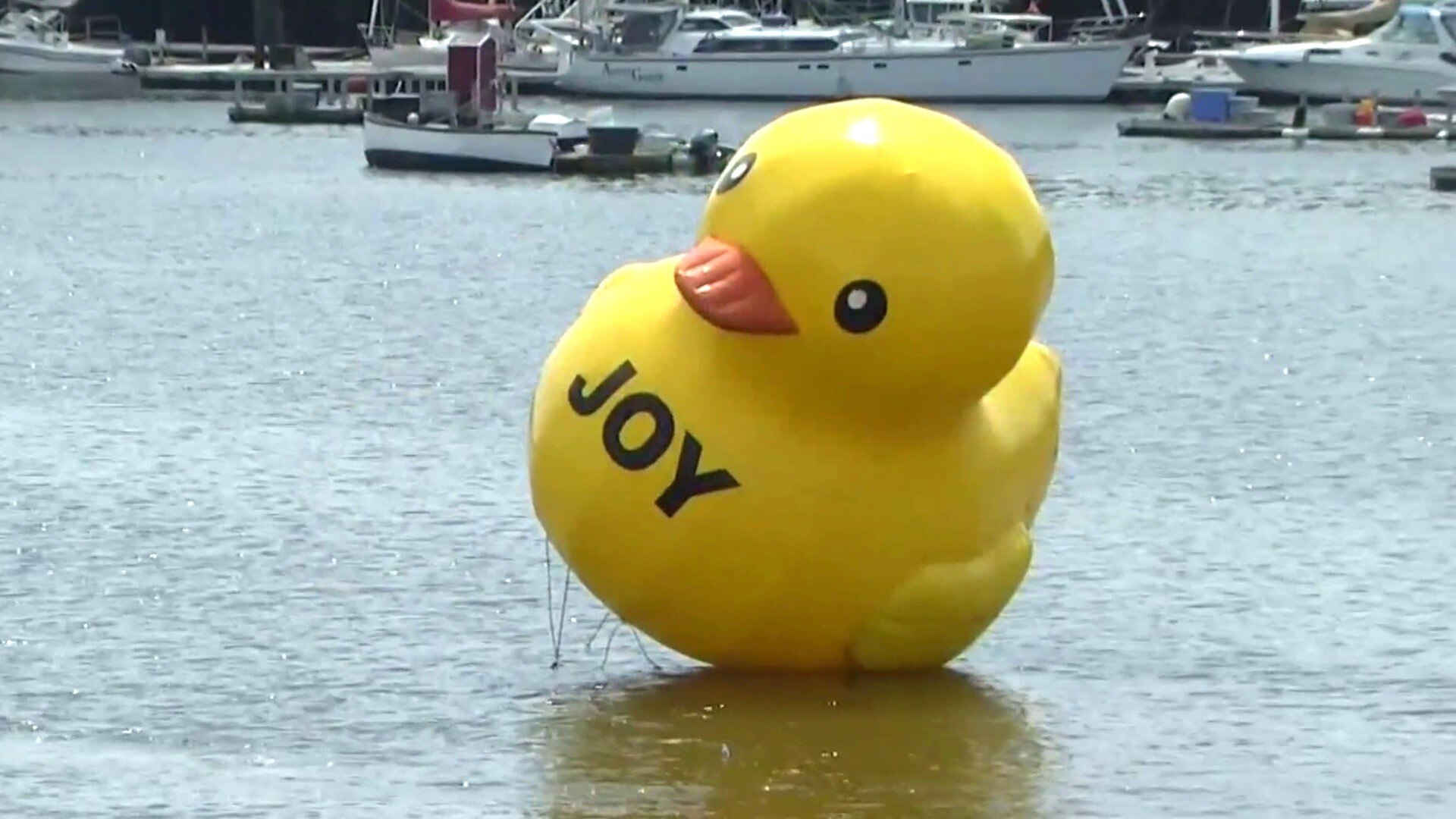Watch TODAY Excerpt Giant rubber duck mysteriously appears in Maine