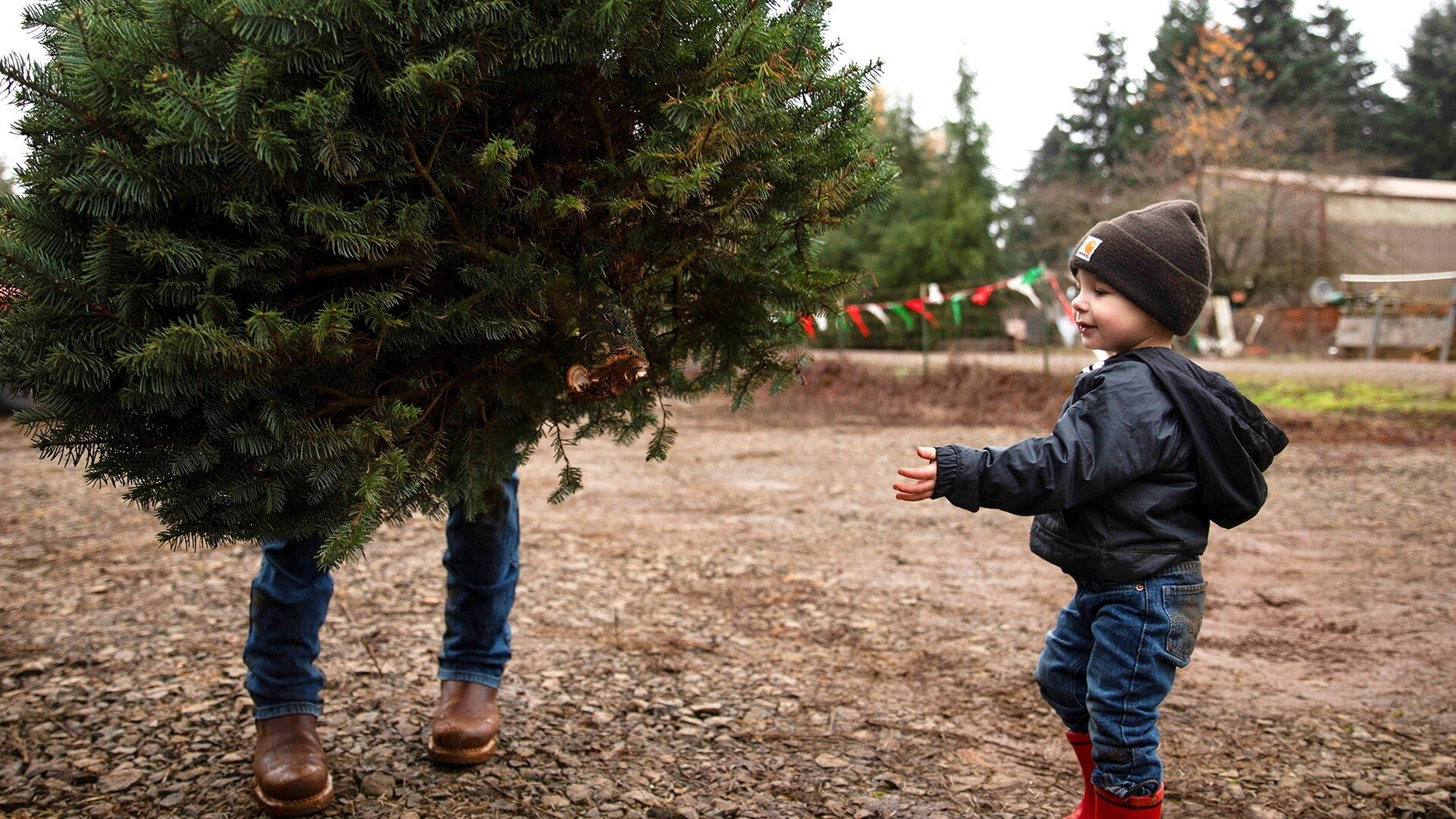 Watch TODAY Excerpt Buying a Christmas tree this year? Expect to shell
