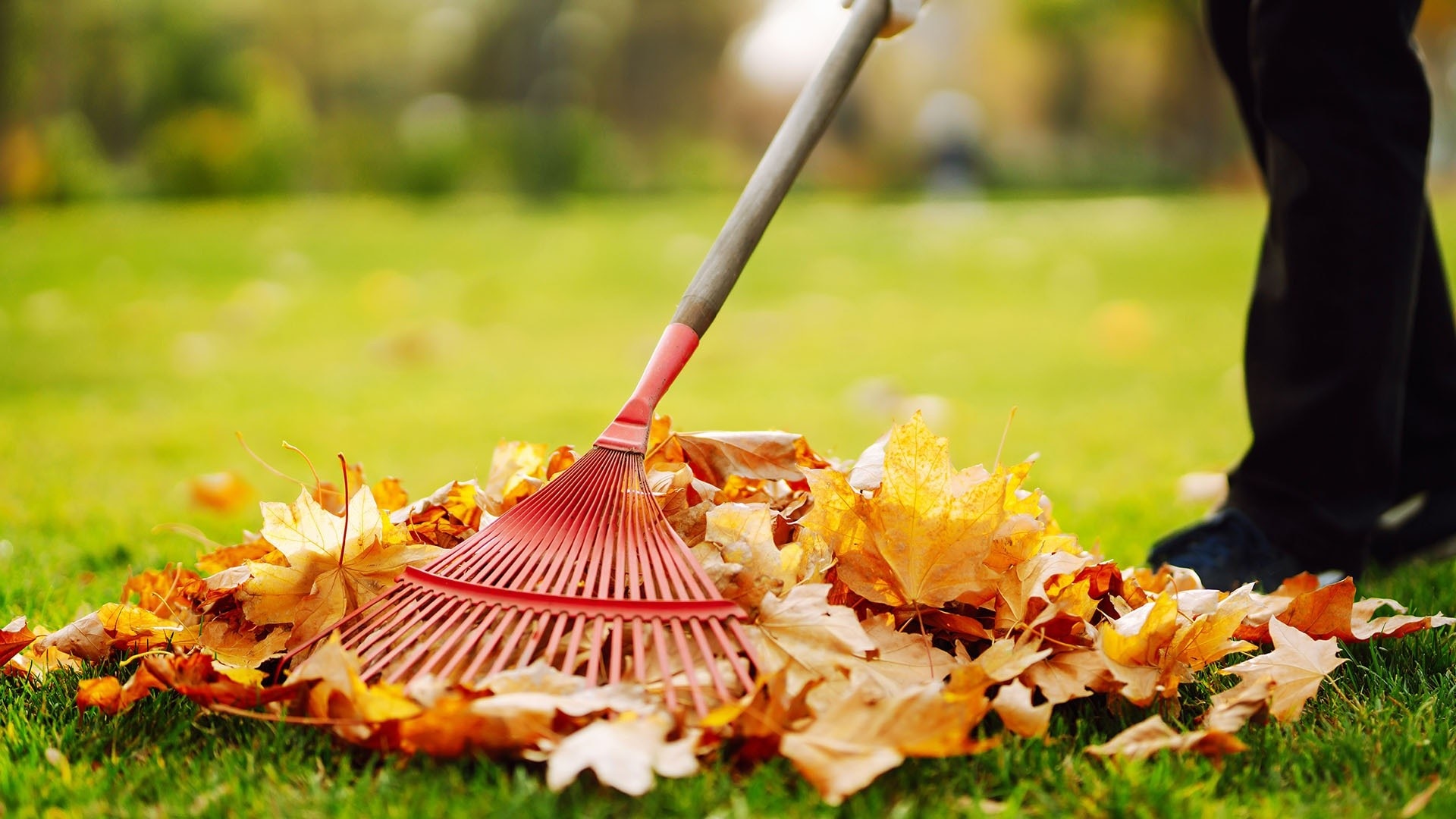 Watch TODAY Excerpt Why experts say to skip raking your leaves this fall
