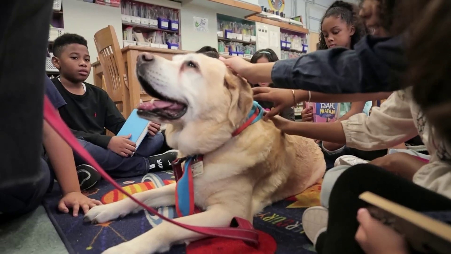 should therapy dogs be allowed in schools
