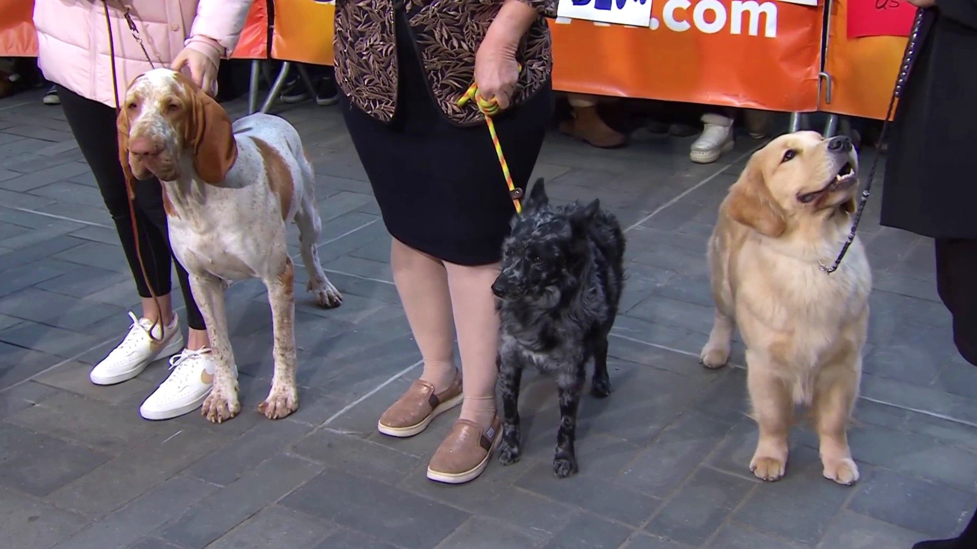 Watch TODAY Excerpt See The 3 New Breeds Participating In 2022 s
