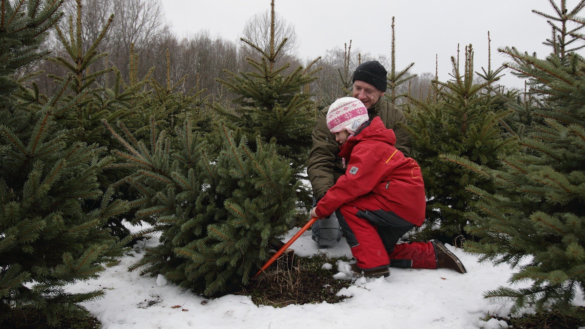 Watch TODAY Excerpt Christmas trees are costly this year, here’s how