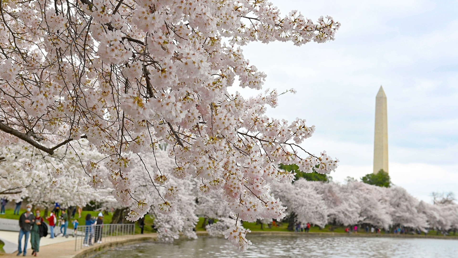 Watch Hoy Día Highlight: Washington D.C. celebra el tradicional