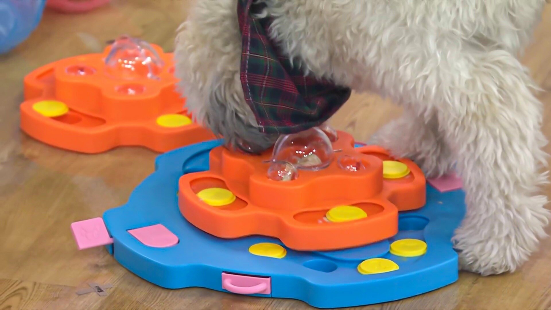Watch TODAY Excerpt: Best gifts to celebrate your dog in honor of