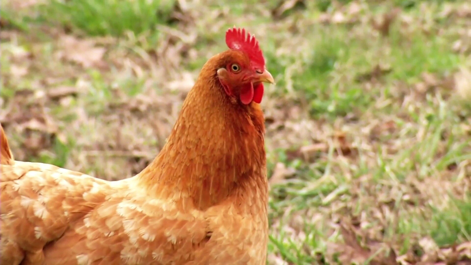 Watch TODAY Excerpt Lethal type of bird flu devastates poultry farms