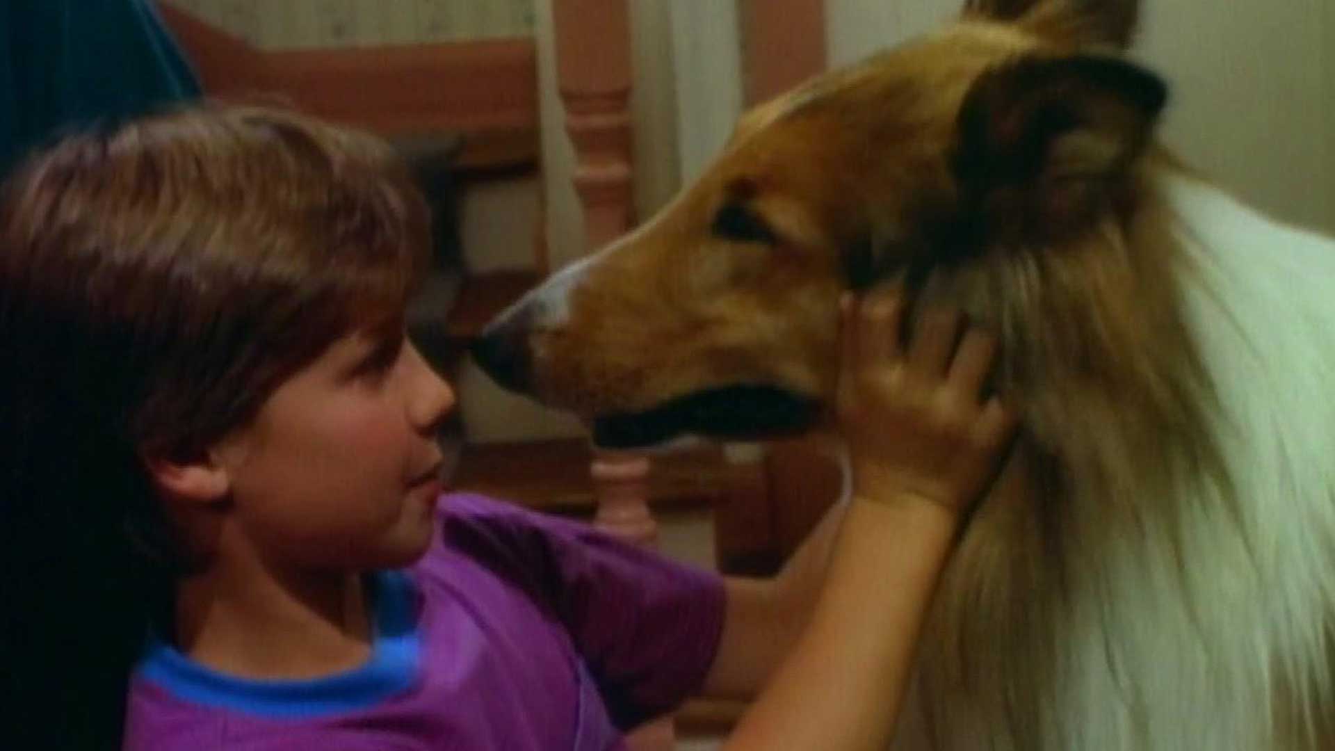 Watch The New Lassie Episode Livewire 