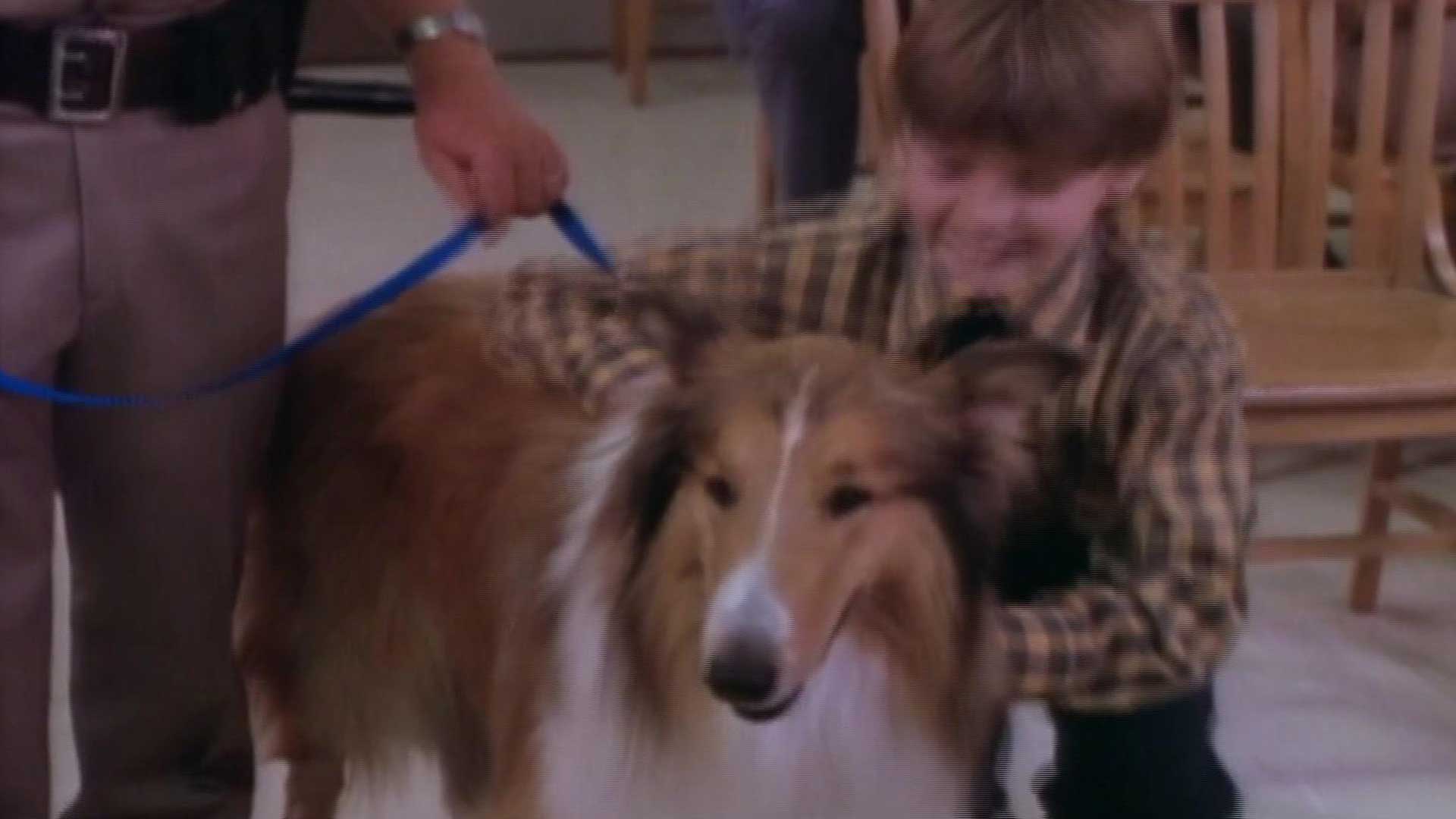 Watch The New Lassie Episode Witness 