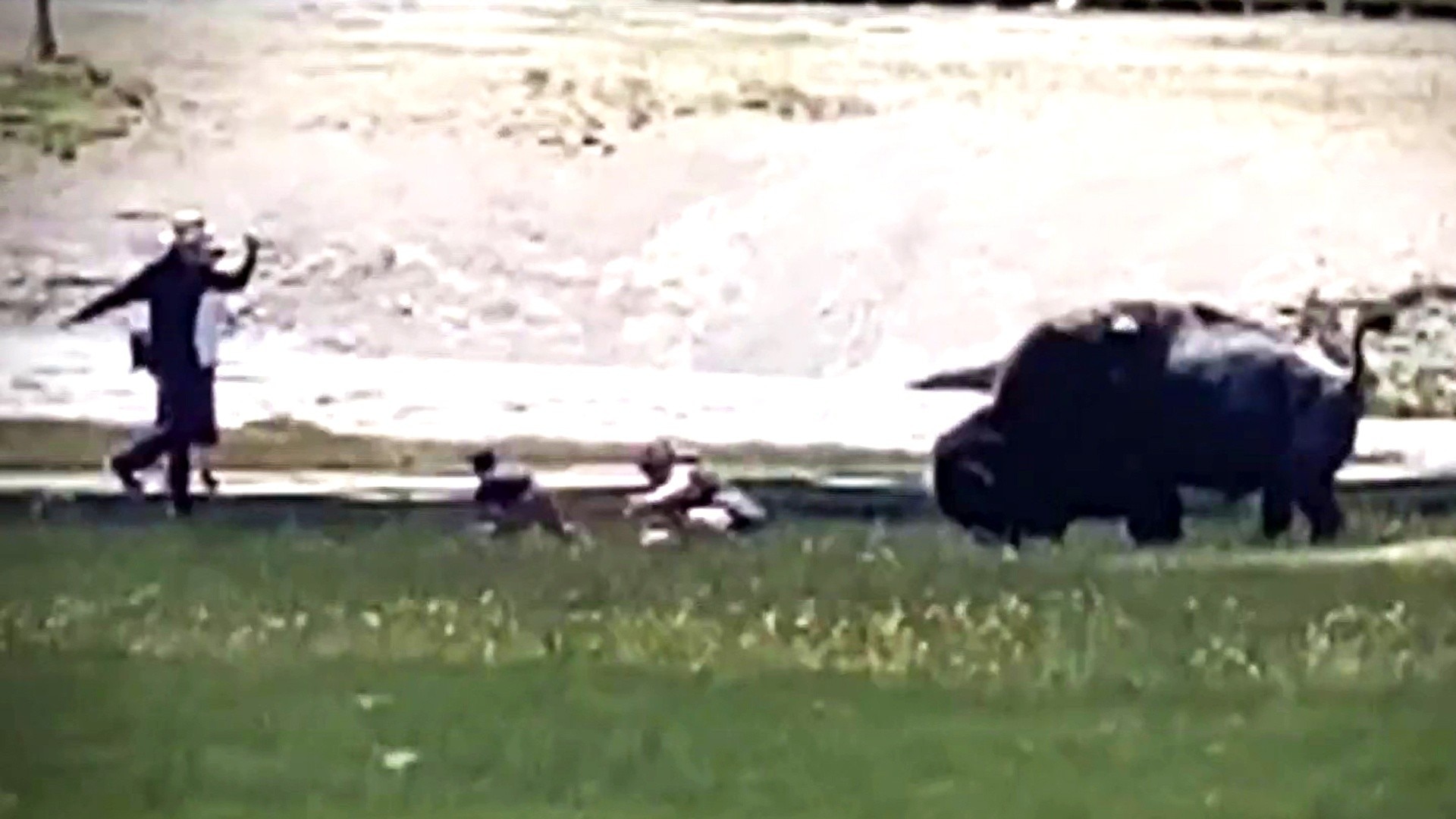 Watch TODAY Excerpt Bison gores man near Old Faithful at Yellowstone