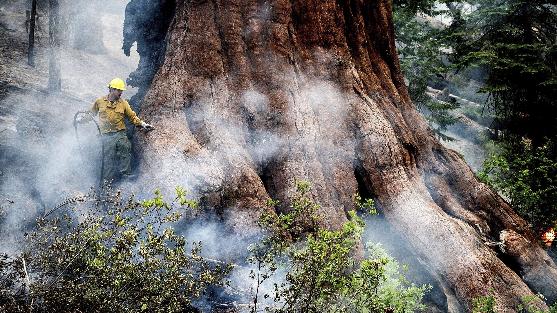 California Secures Federal Assistance to Combat Devastating Park Fire Watch TODAY Excerpt: Massive wildfire endangers Yosemite’s giant ...
