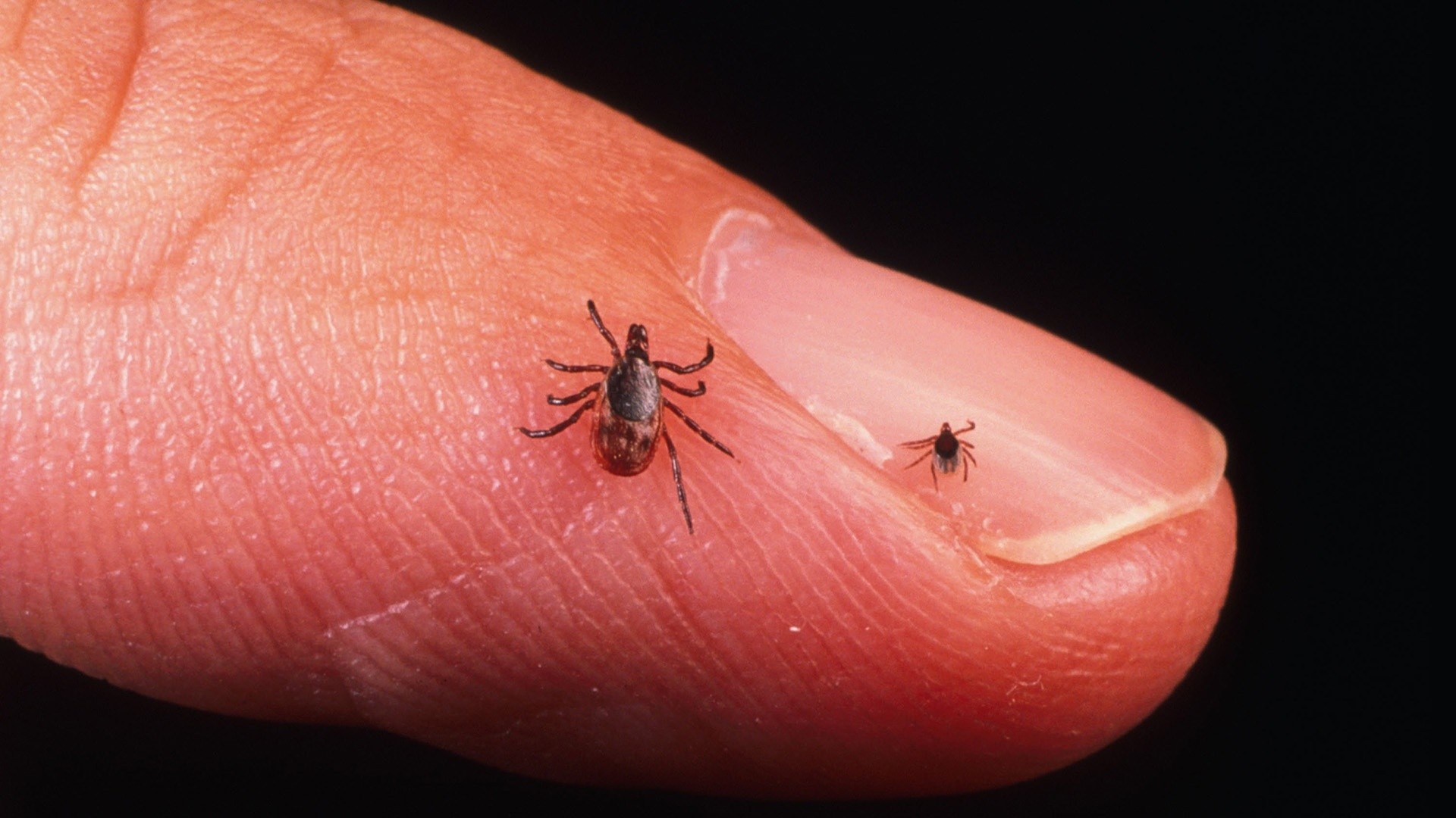 Watch TODAY Excerpt New Lyme disease vaccine enters final phase What