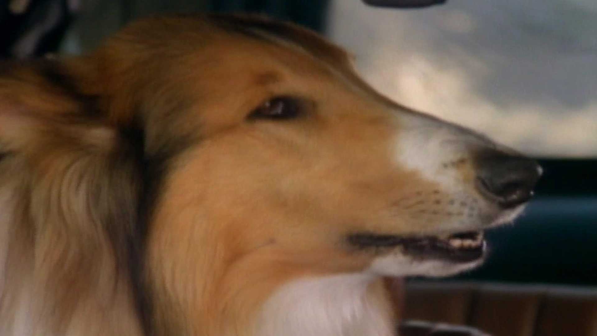 Watch The New Lassie Episode Still Life