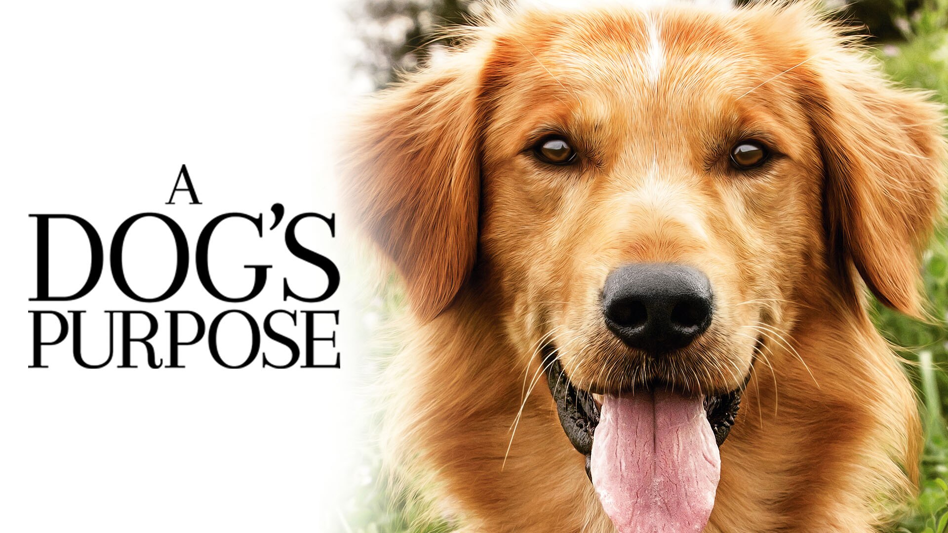 Watch A Dog's Purpose - NBC.com - Where Can I Watch A Dog's Purpose 2