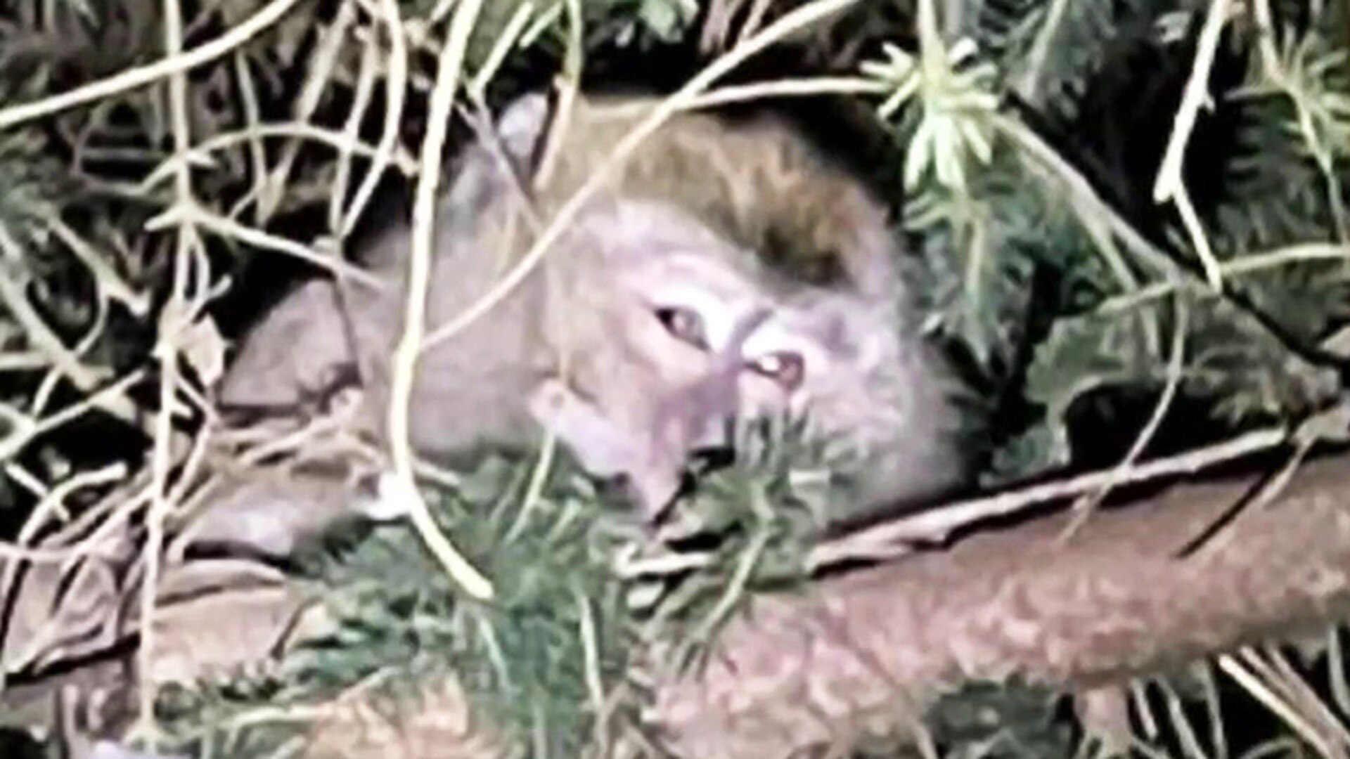 Watch TODAY Excerpt Monkeys on the loose in Pennsylvania after truck