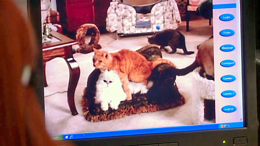 The Office: Angela's Crazy for Cats Photo: 608276 