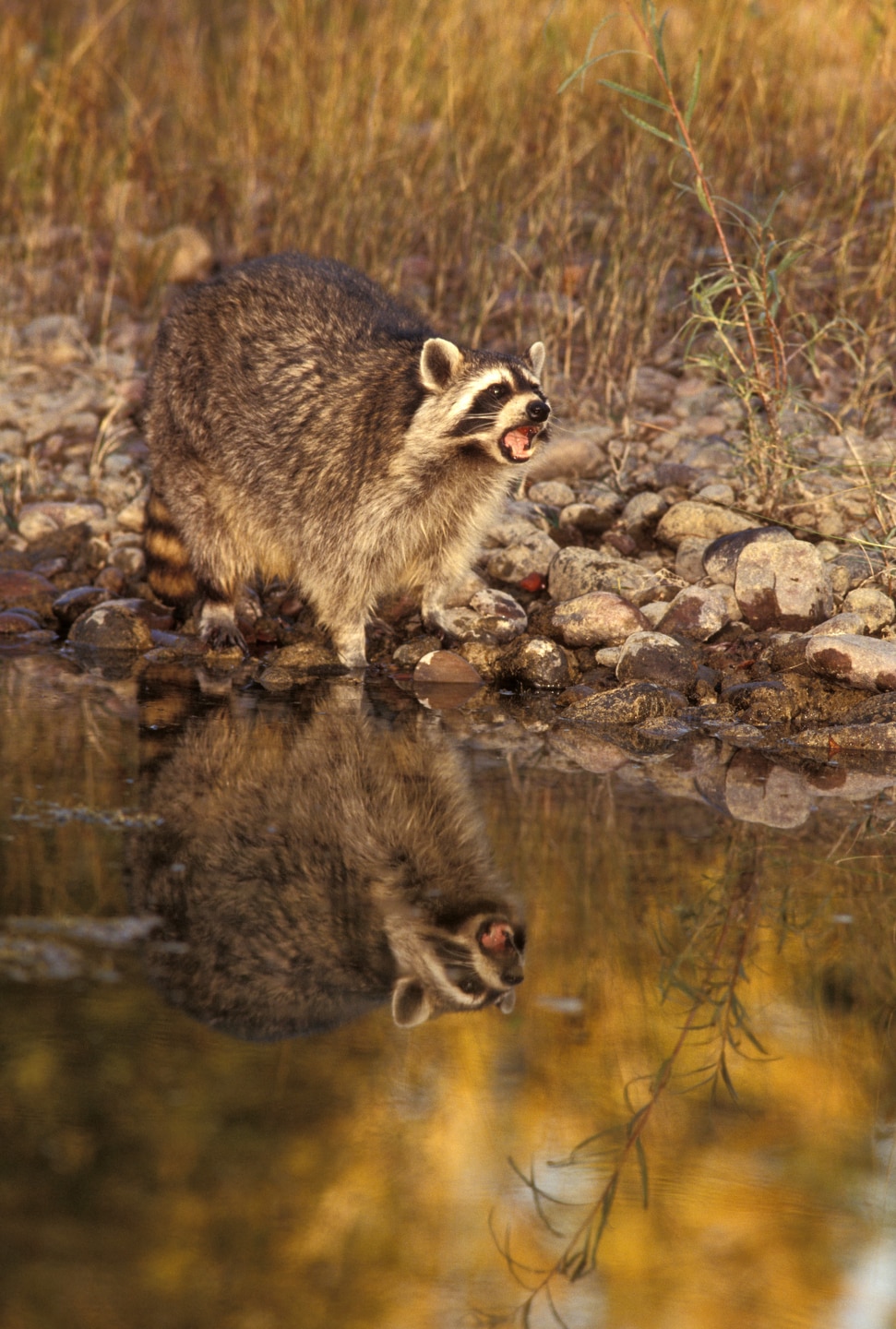 Parks and Recreation Pawnee Raccoons Photo 158001 - NBC.com