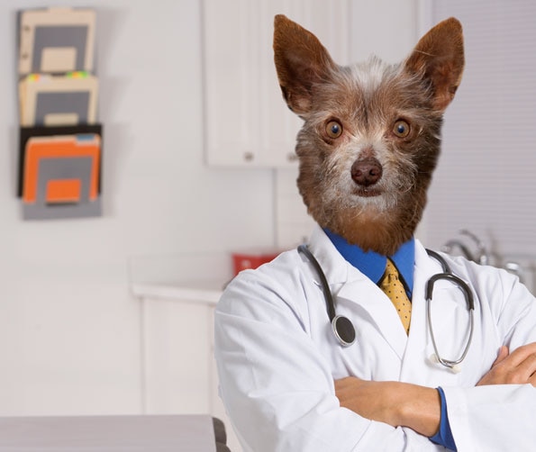 Community Dogs Dressed as Doctors Photo 546461