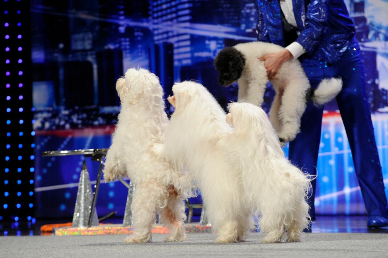 America's Got Talent Olate Dogs Photo 532351