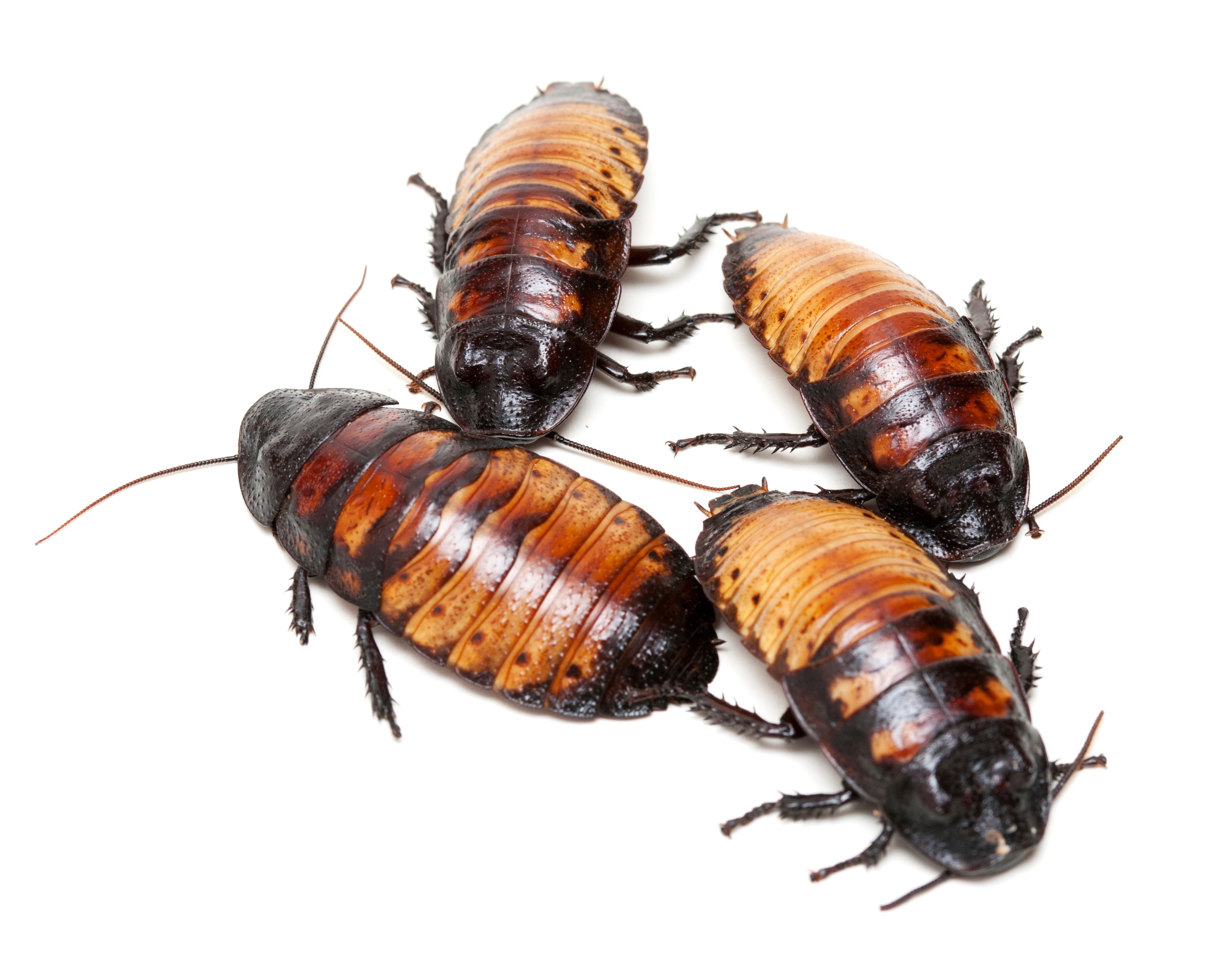 Fear Factor: Know Your Roach Photo: 476906 - NBC.com