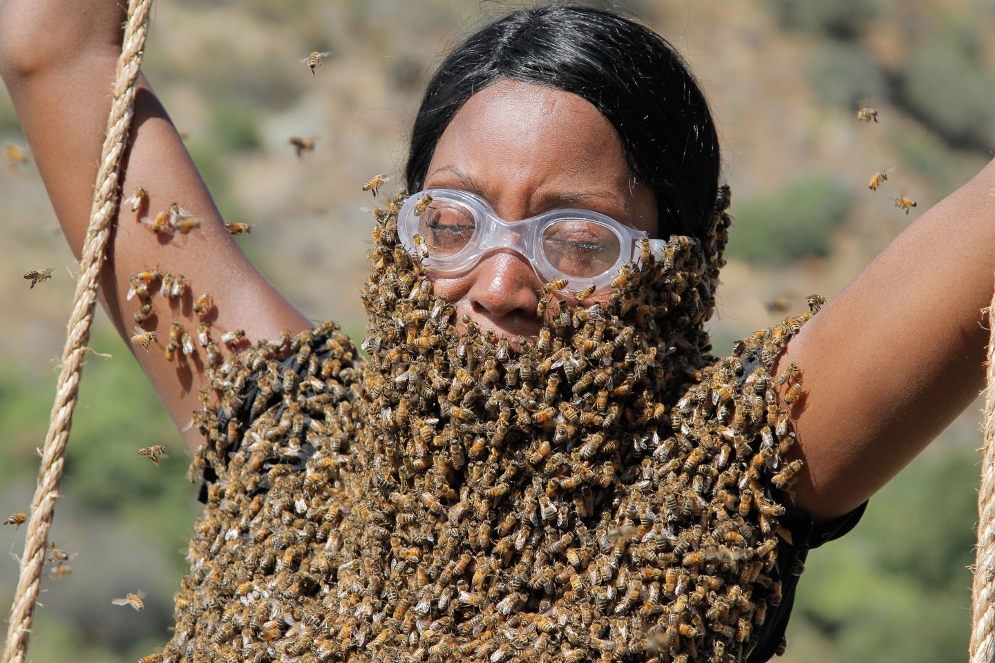 Fear Factor The Bees Are So Angry Photo 502581